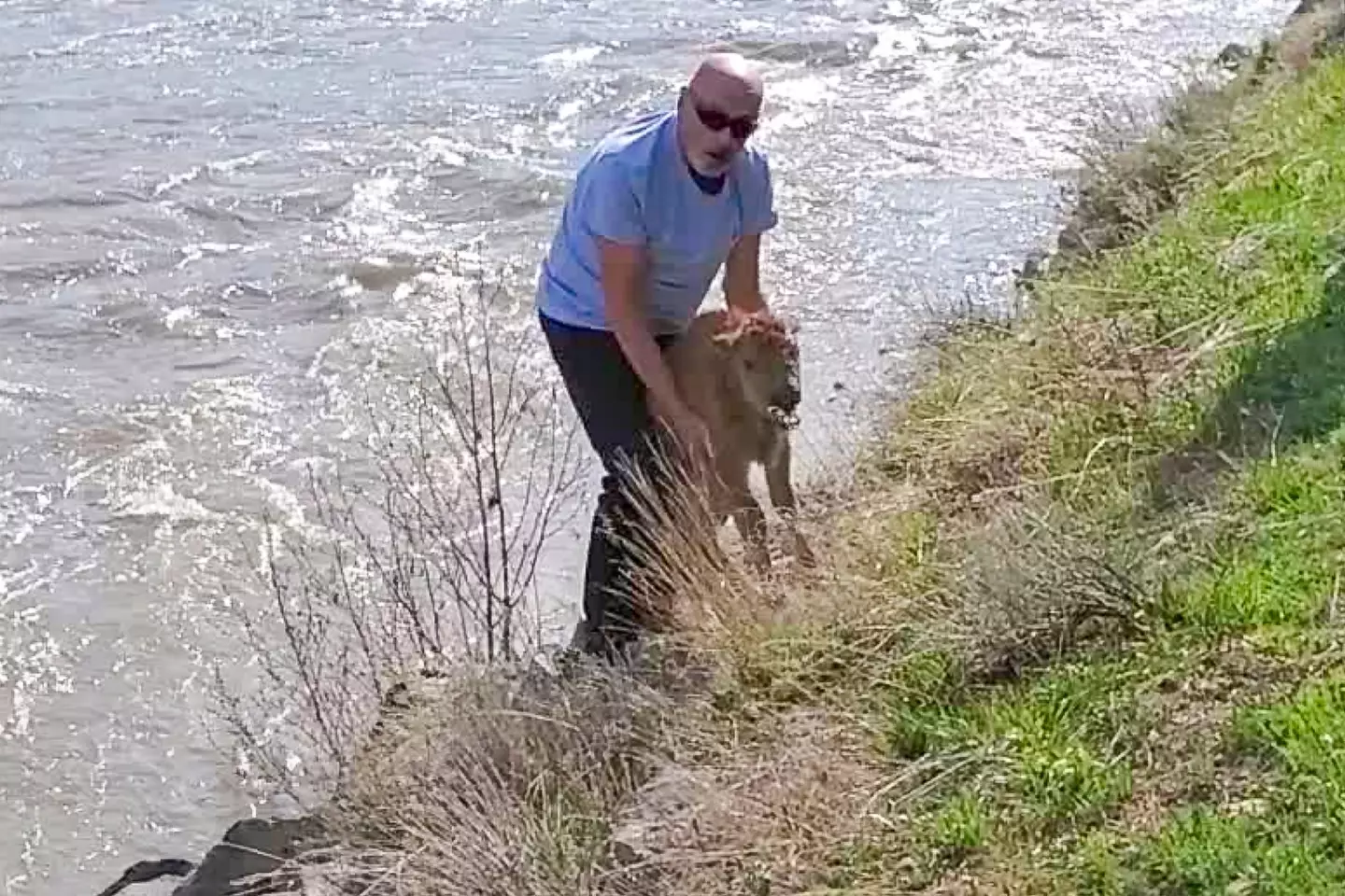 Clifford Walters was fined for trying to help the bison calf.