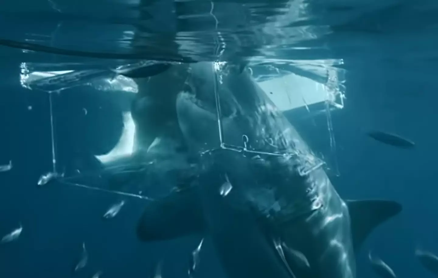 The shark smashed right through the plexiglass tank the documentary maker was in.
