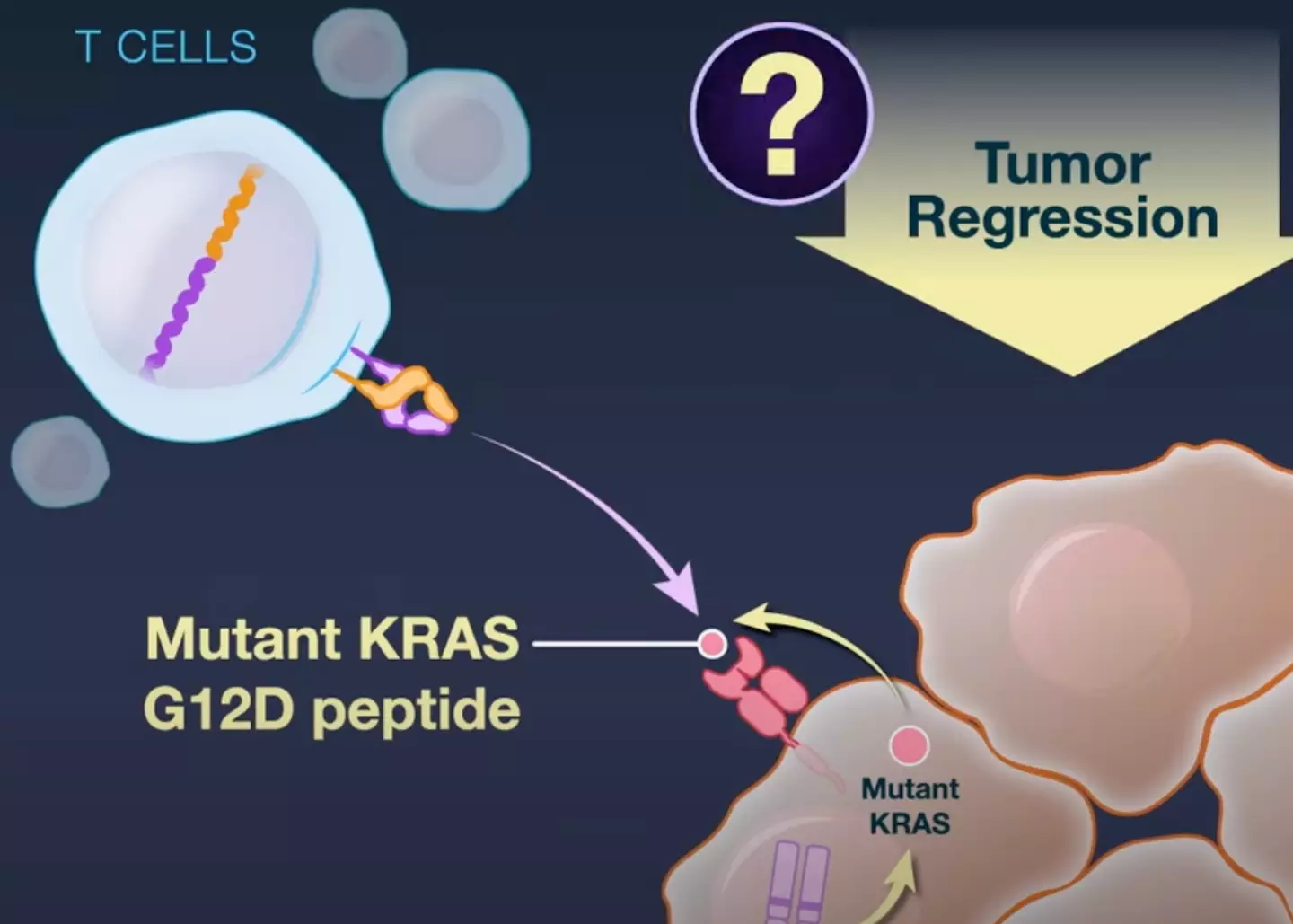 The experimental gene therapy targets a type of cancer mutation called KRAS G12D.