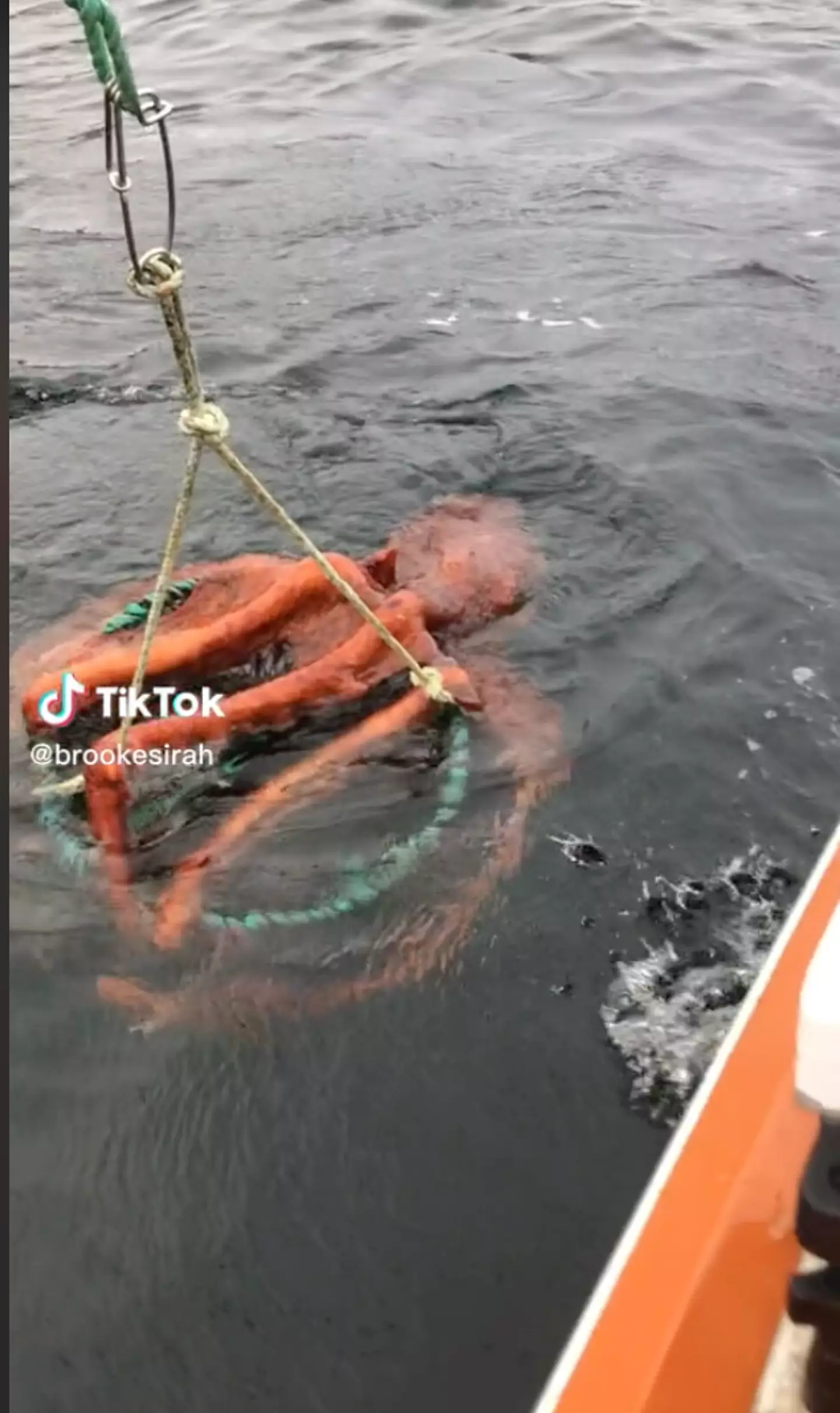 Brooke Sattar caught the giant octopus on camera.