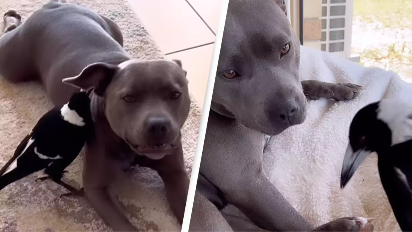 Molly the magpie and Peggy the staffy have finally been reunited