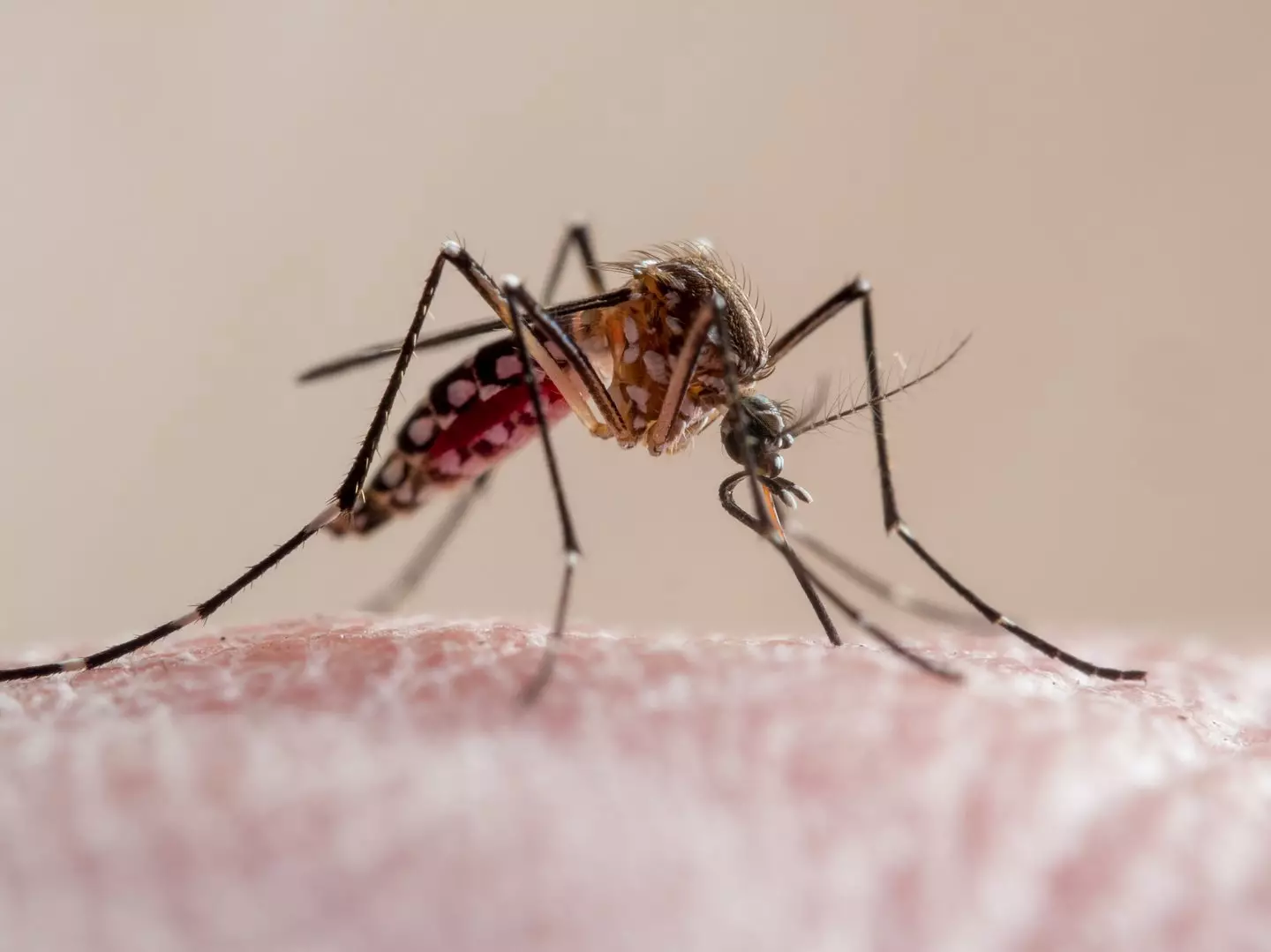 Mosquitoes spread the disease (Getty Stock)