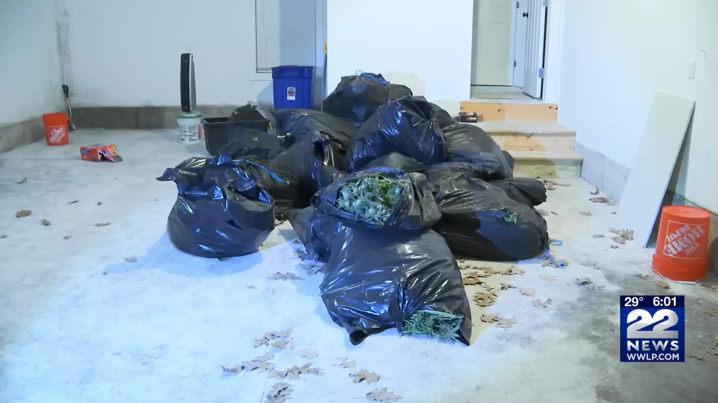 The marijuana haul in Holyoke. (WWLP-22News)