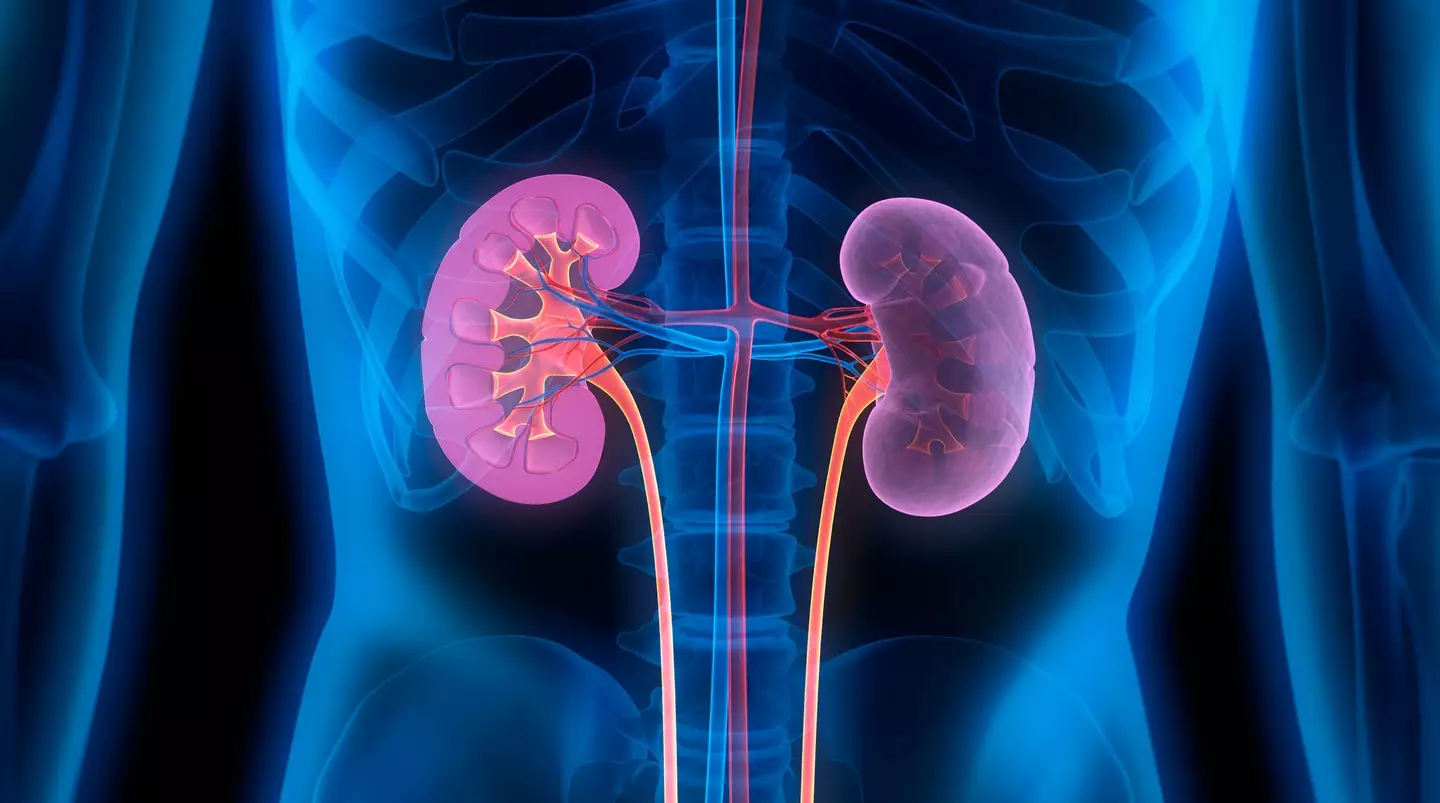 Around one in seven US adults have chronic kidney disease (Peterschreiber.media/Getty Images)