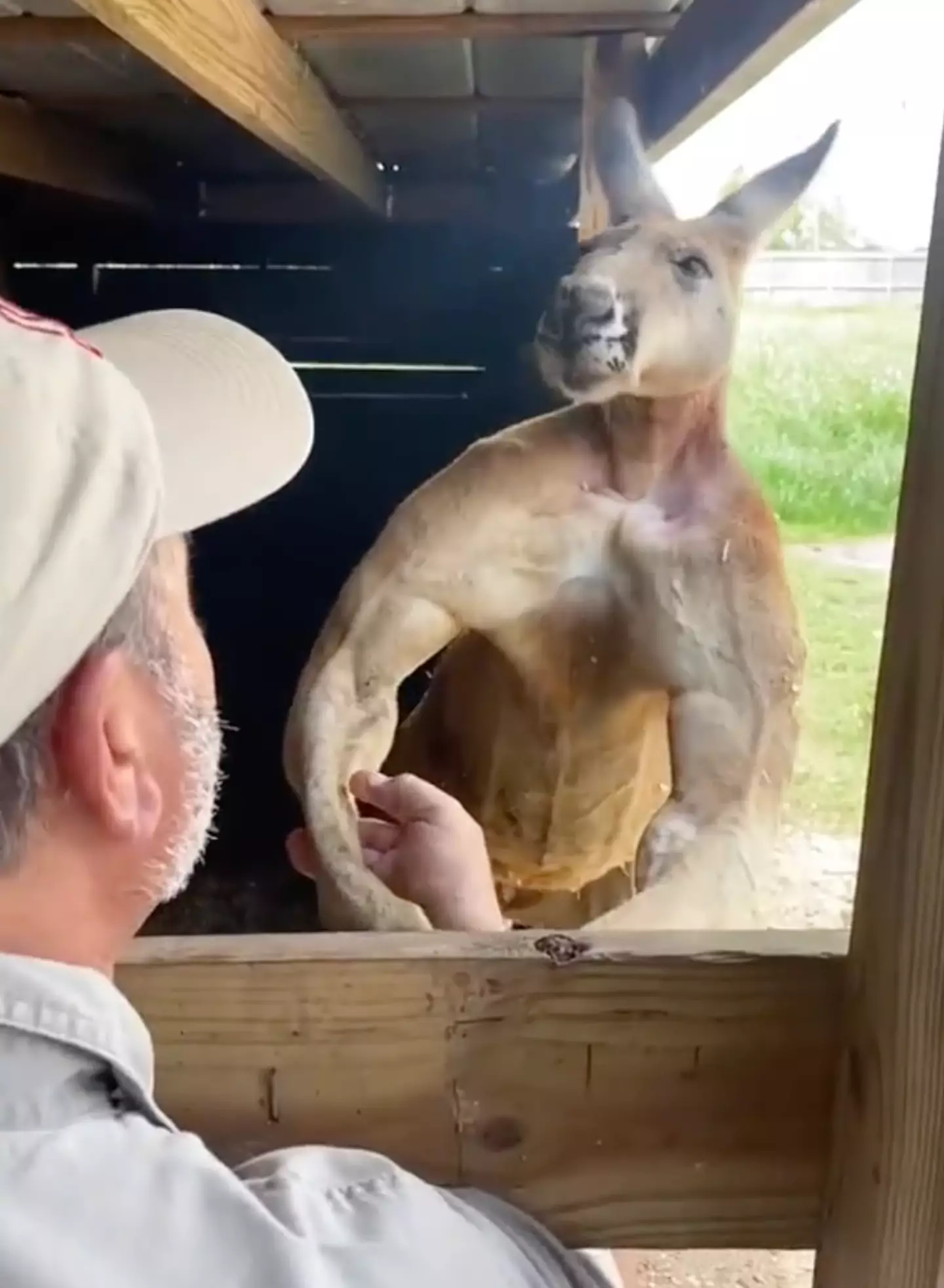 This kangaroo definitely didn't skip arm day.
