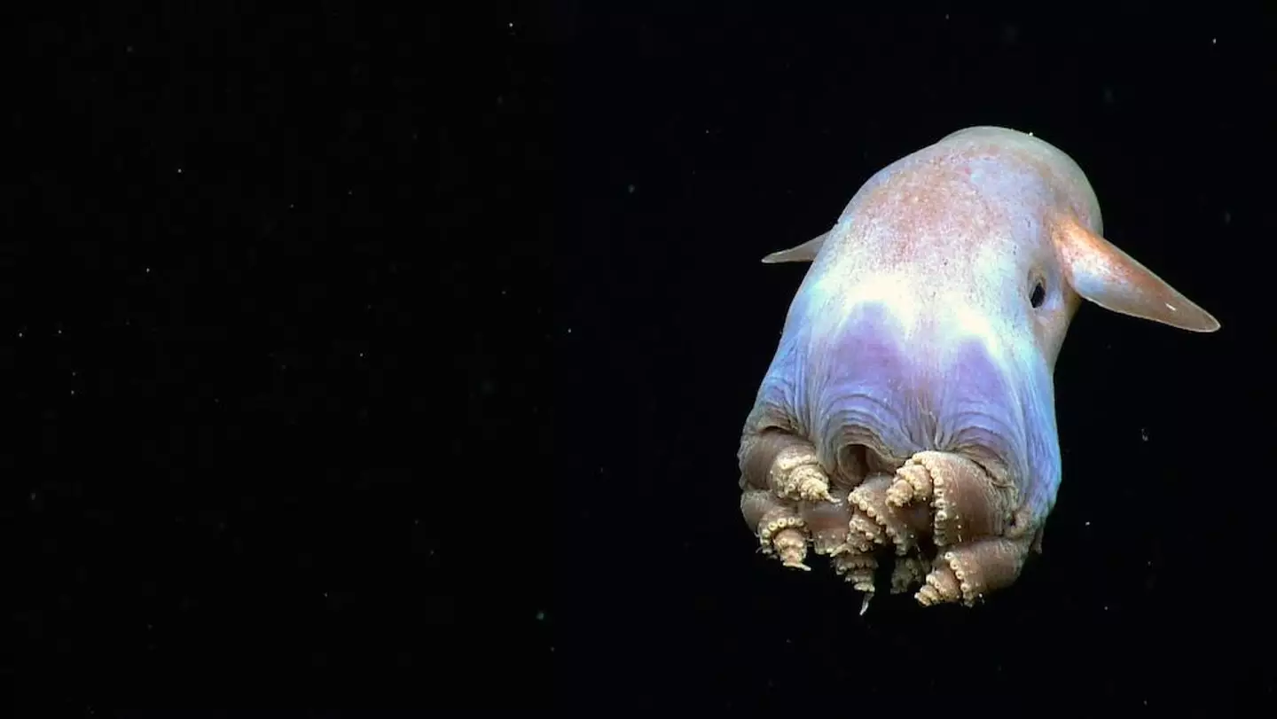 Dumbo octopuses have ear-like fins.