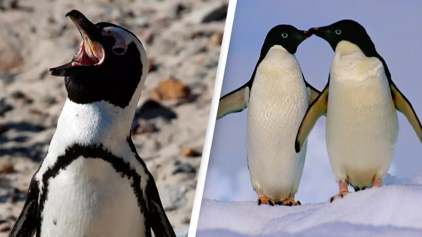 People are absolutely terrified after finding out what inside of a penguin's mouth looks like