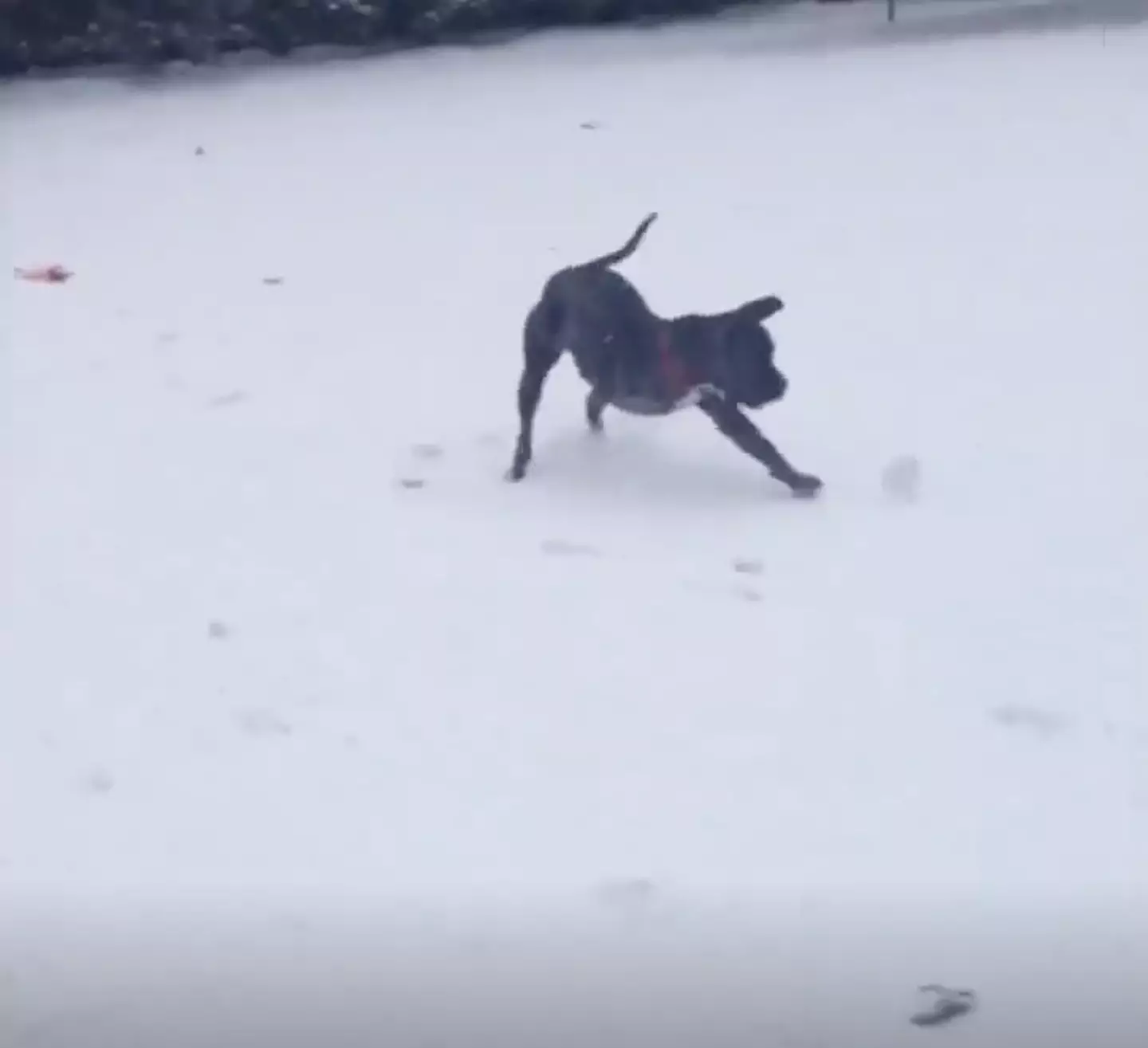 The TV host shared an adorable video of Dipper playing in the snow.
