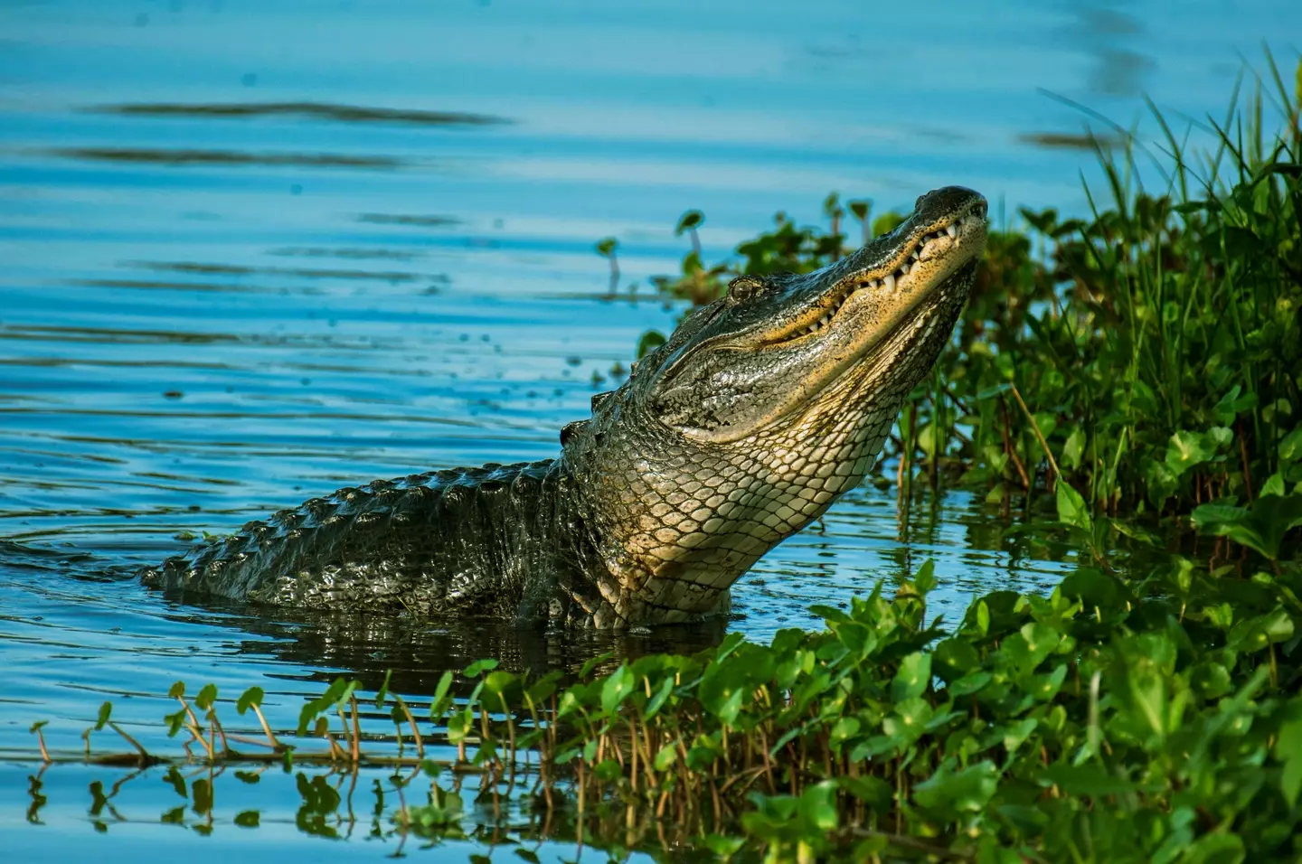 An alligator poking his head out of a body of water. (pexels/Rene Ferrer)