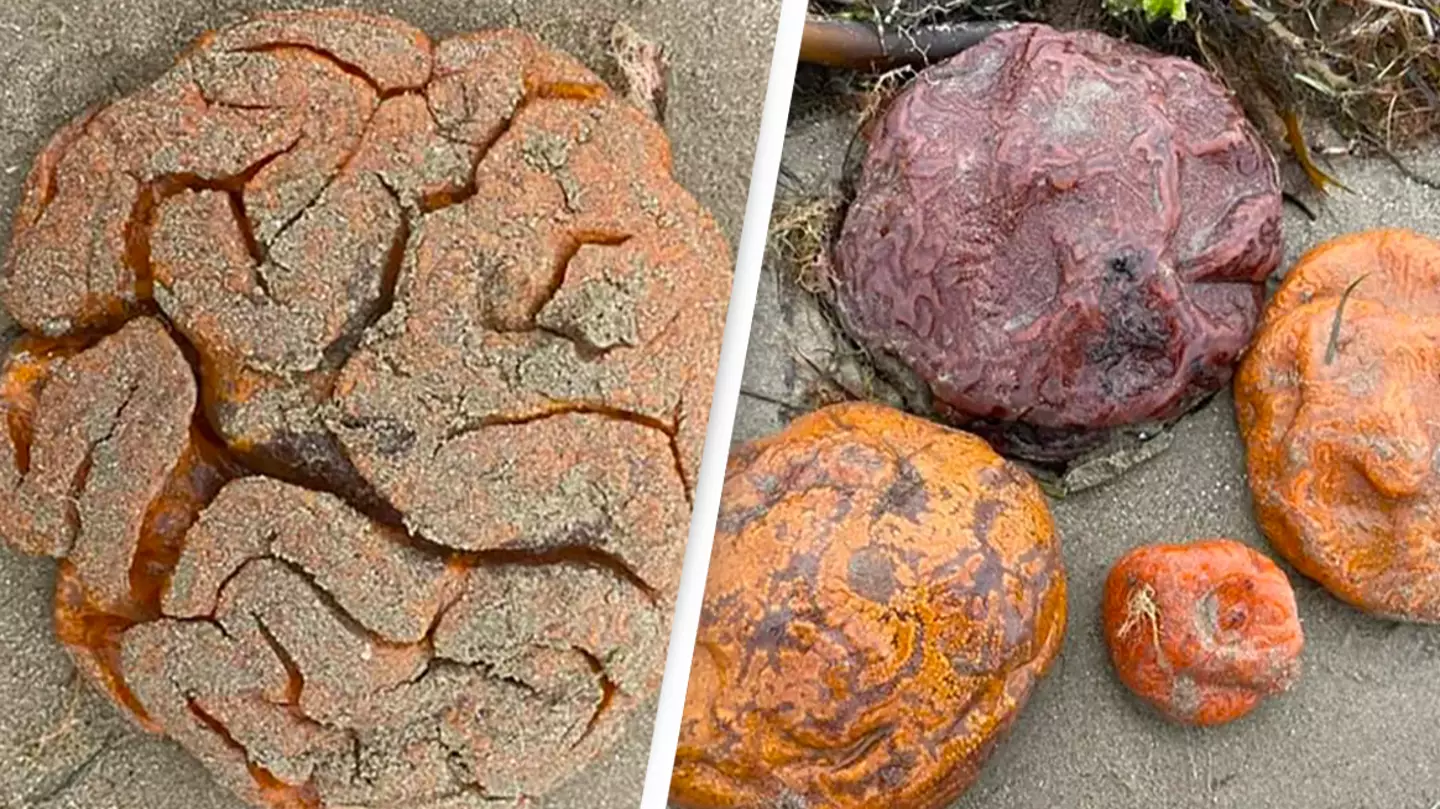 Locals stunned after discovering brain-like blobs on beach