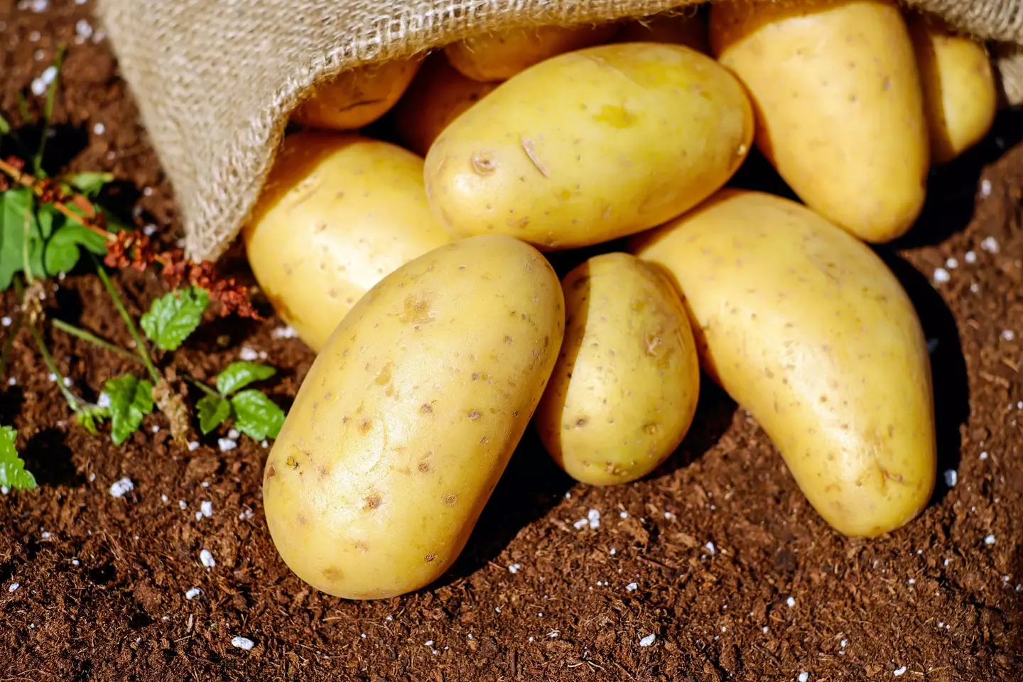 I can't imagine that potatoes will be topping many people's wish lists.