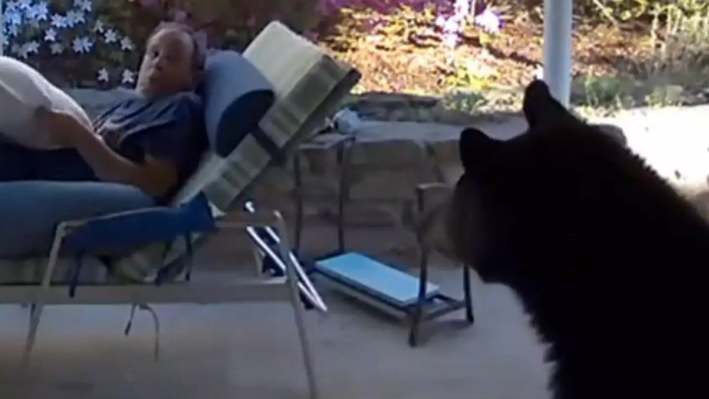 Man startled as black bear suddenly wanders into his garden
