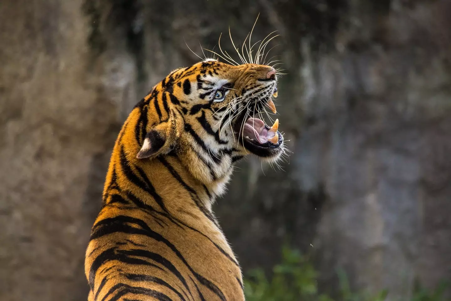 Enemies were fed to tigers - dead or alive.