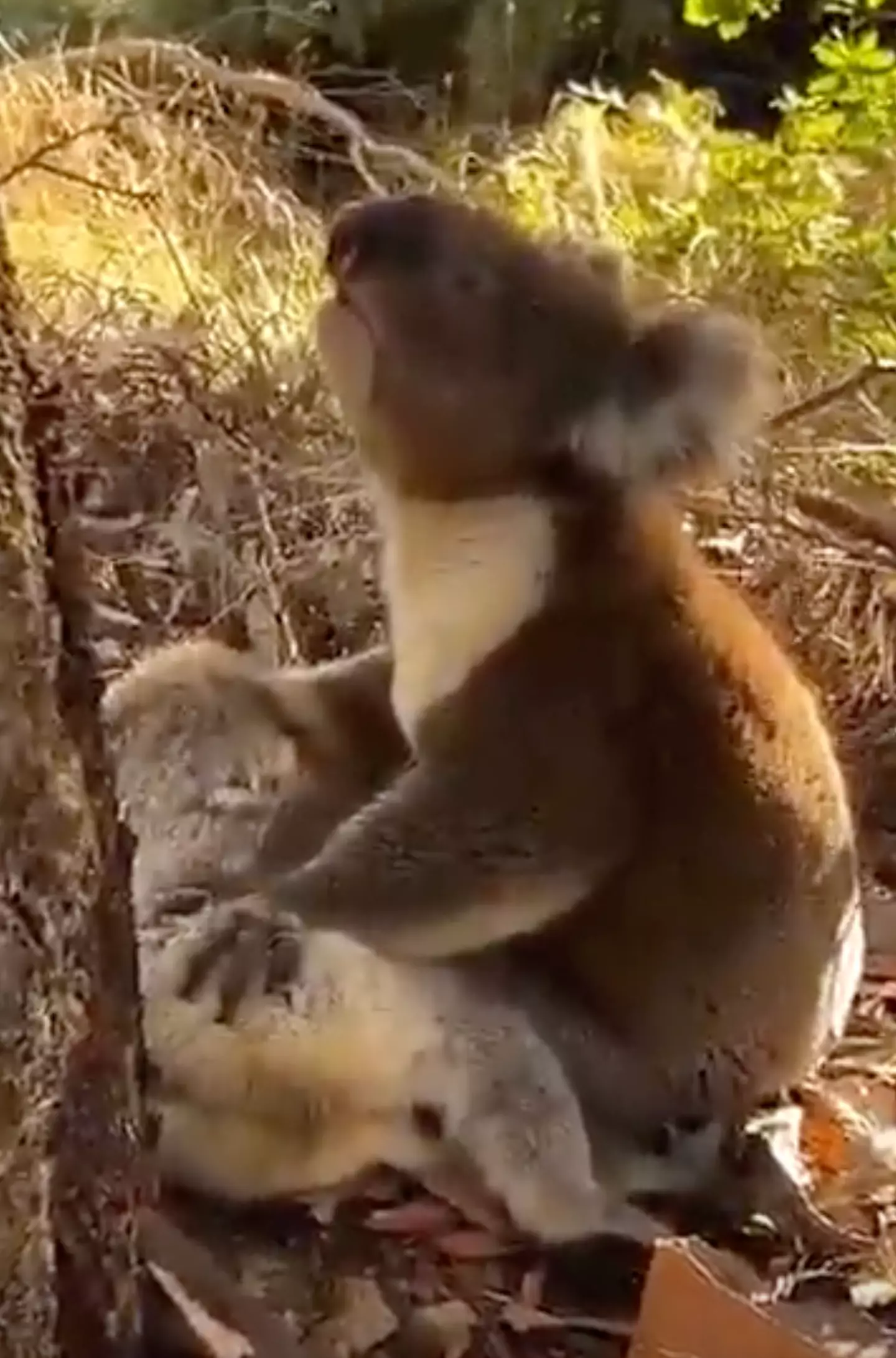 The tear-jerking video shows the male grieving a female koala as he holds her tightly.