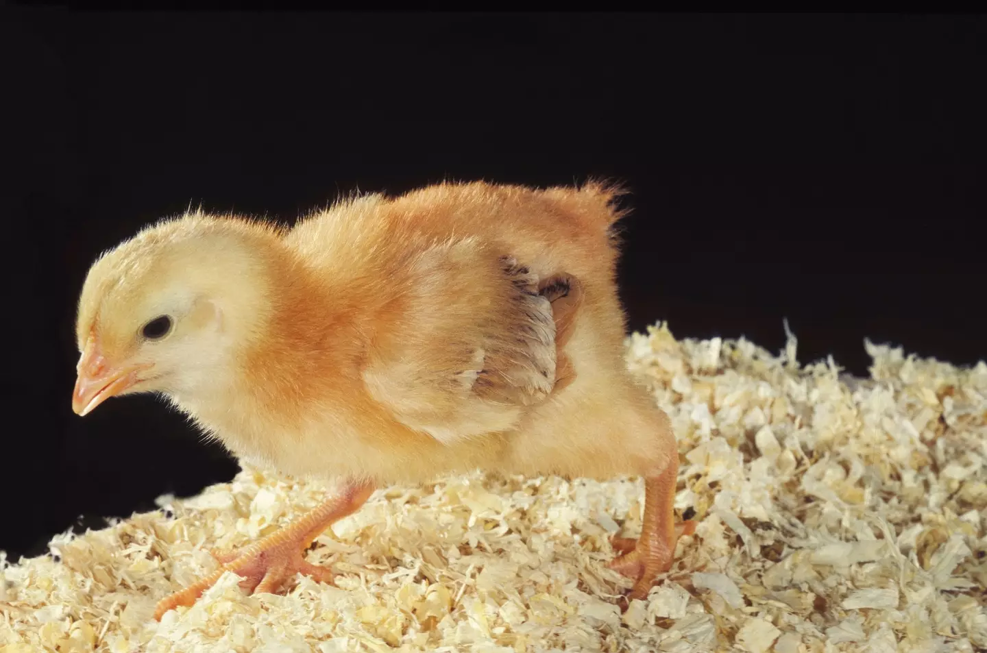 What do you think? Any similarities?