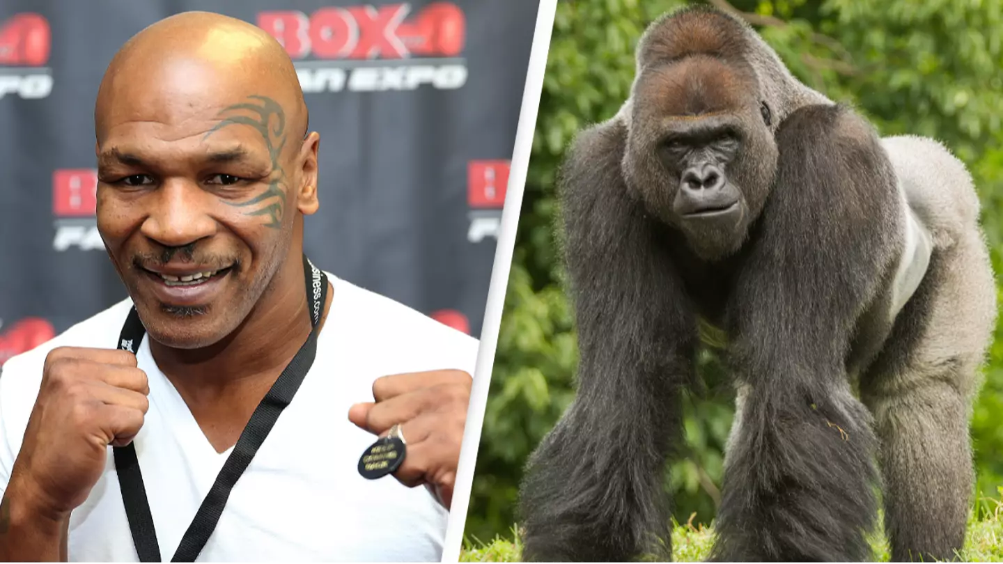 Mike Tyson offered zoo keeper $10,000 to fight a silverback gorilla