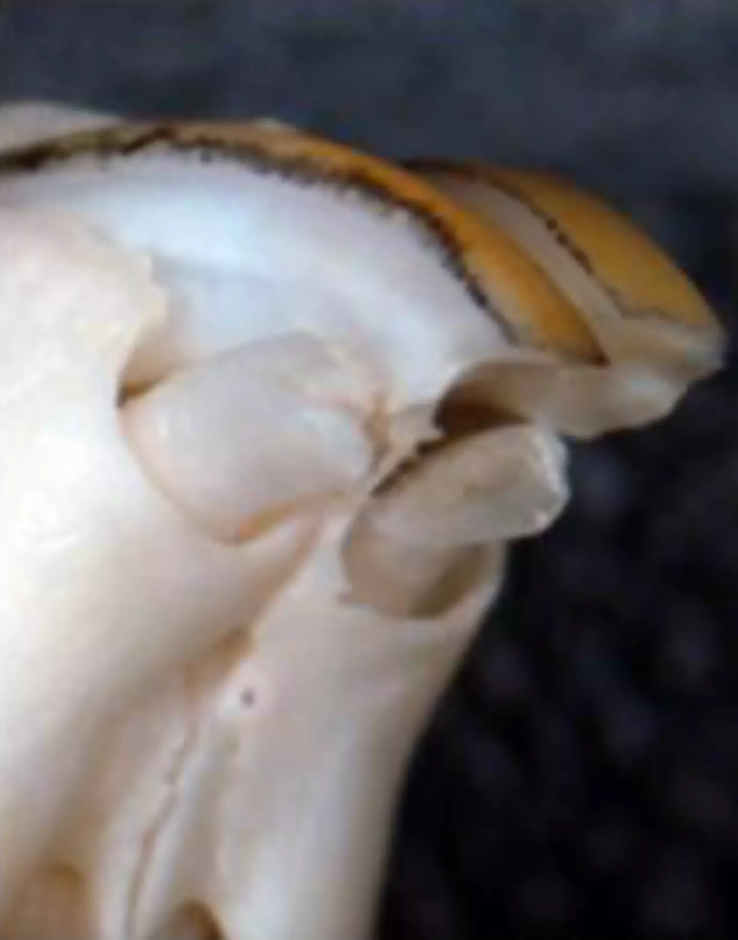 The revolutionary drug has had a major breakthrough. (Kyoto University/Katsu Takahashi)