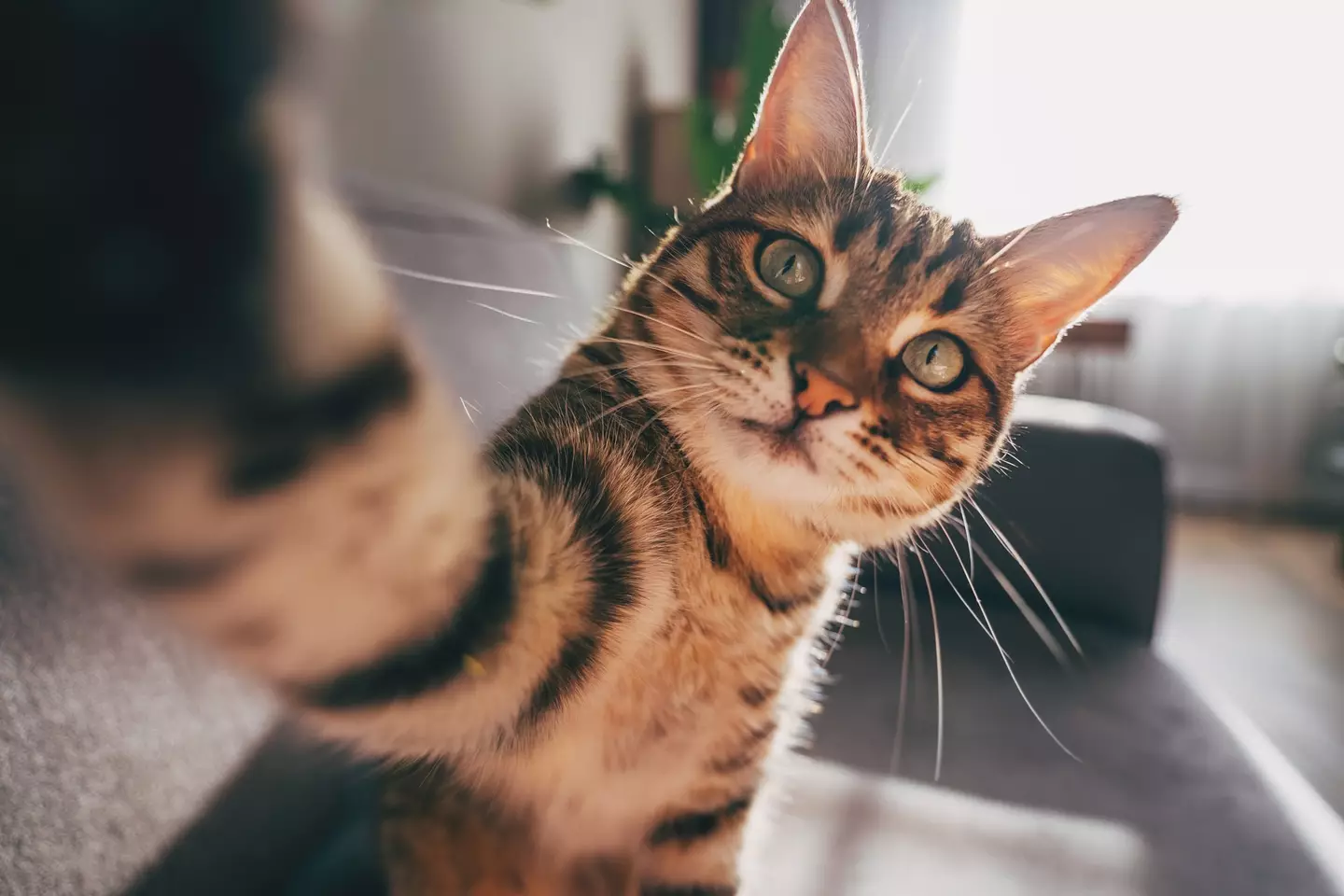 Ever wondered what your cat gets up to? (Getty Stock Image)