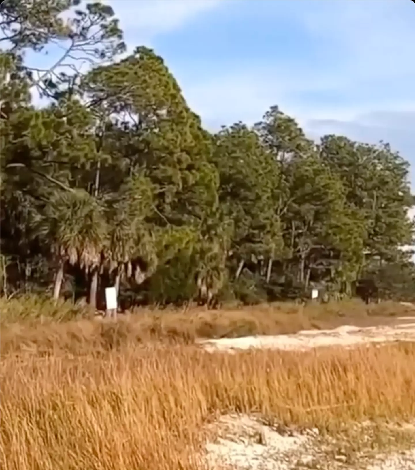 Morgan Island is located off the coast of South Carolina.
