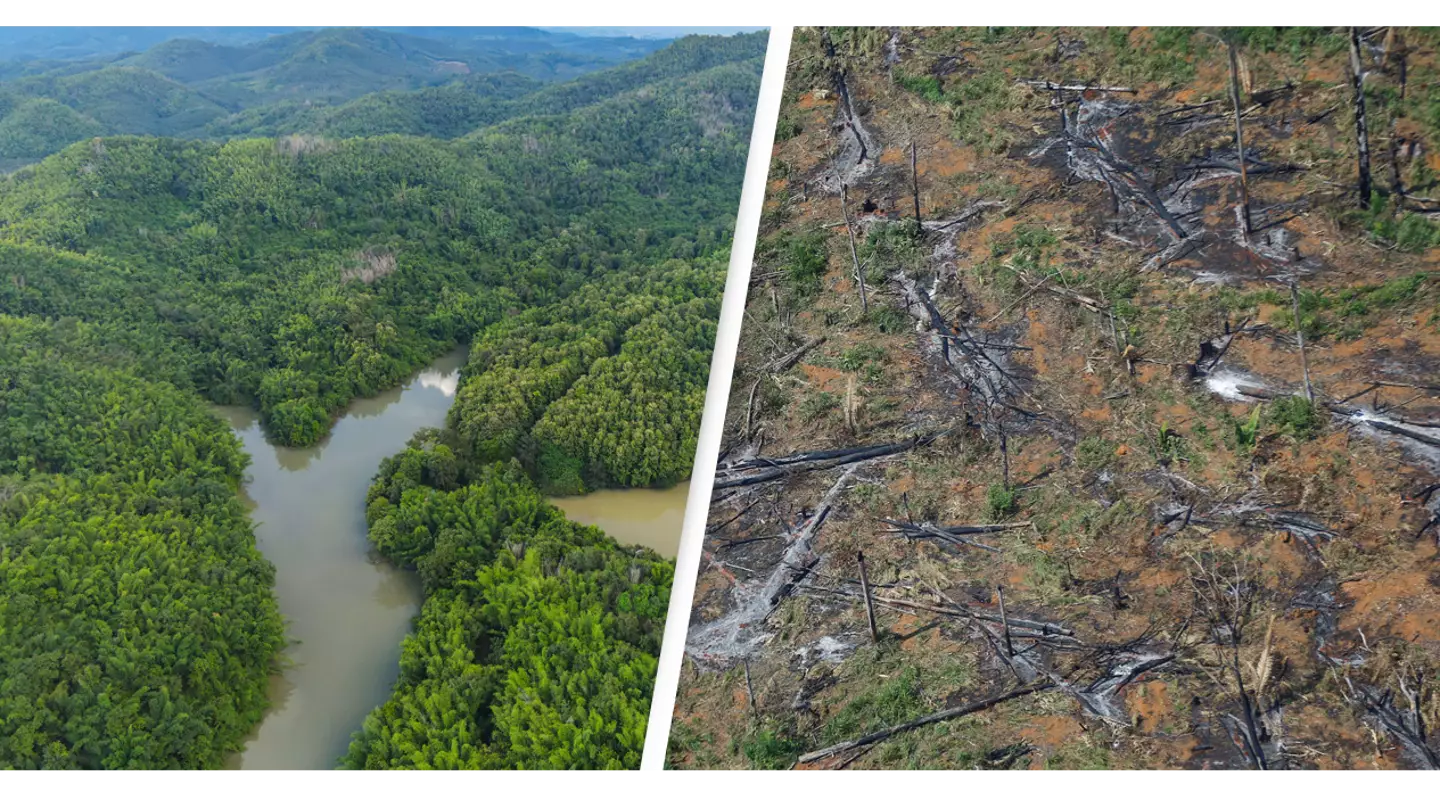 Amazon Rainforest Is Reaching 'Tipping Point' And Will Begin Transforming Into Savannah