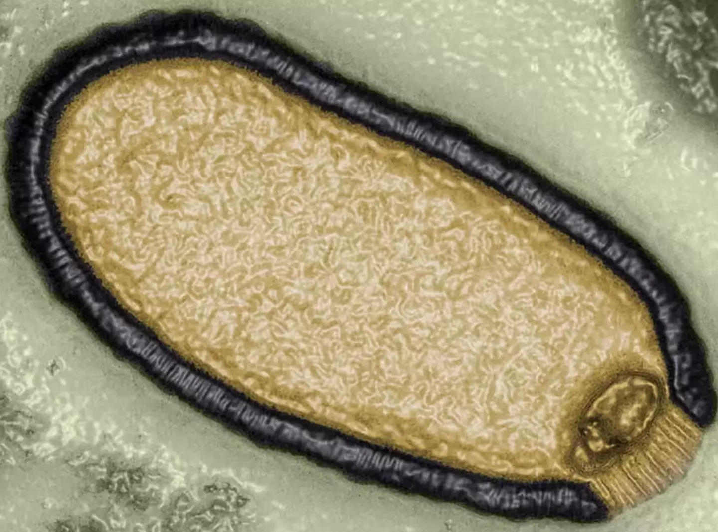 A computer-enhanced image of a Pithovirus sibericum isolated from a 30,000-year-old sample of permafrost in 2014.