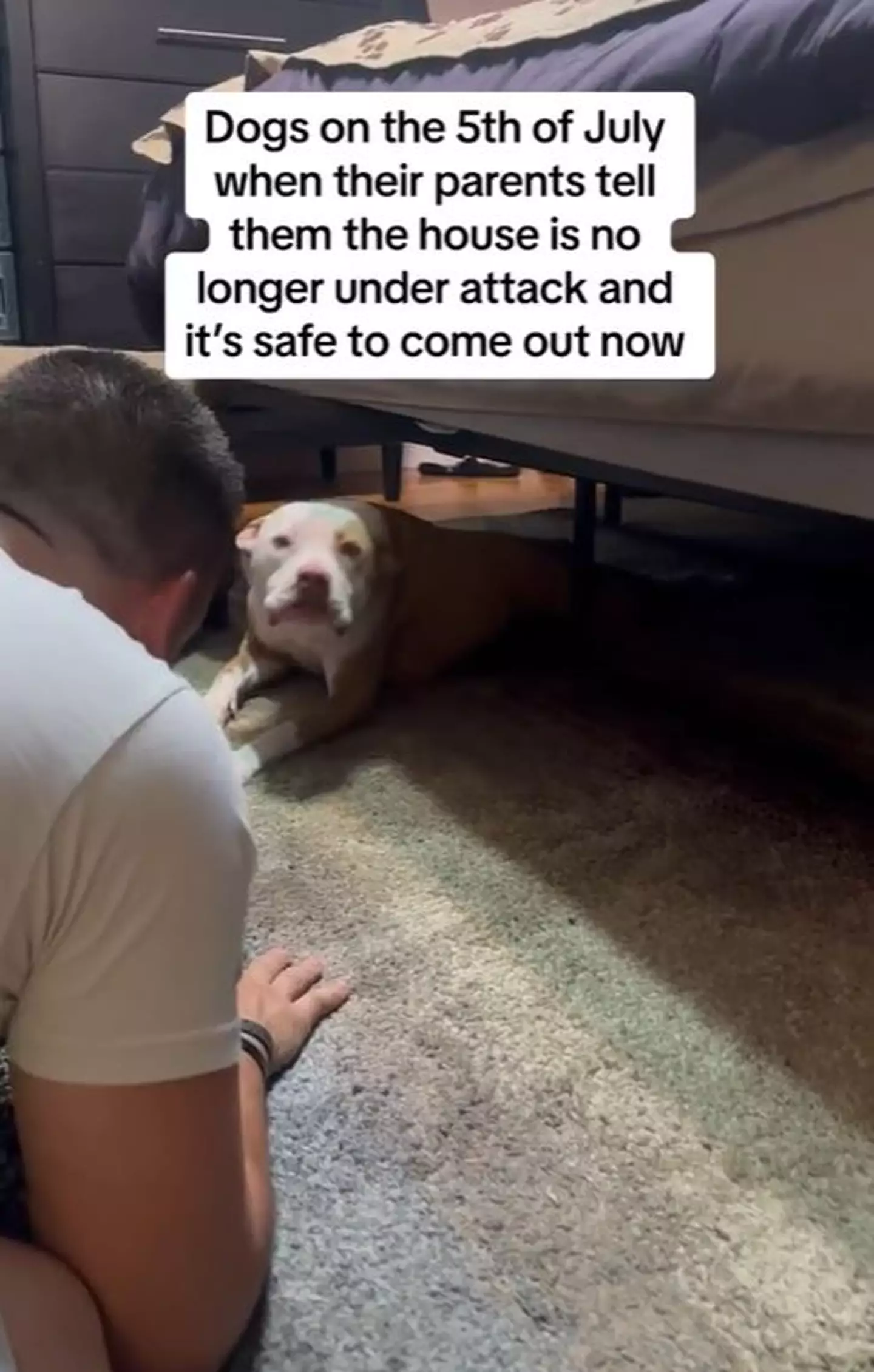 The dogs were terrified of the fireworks.