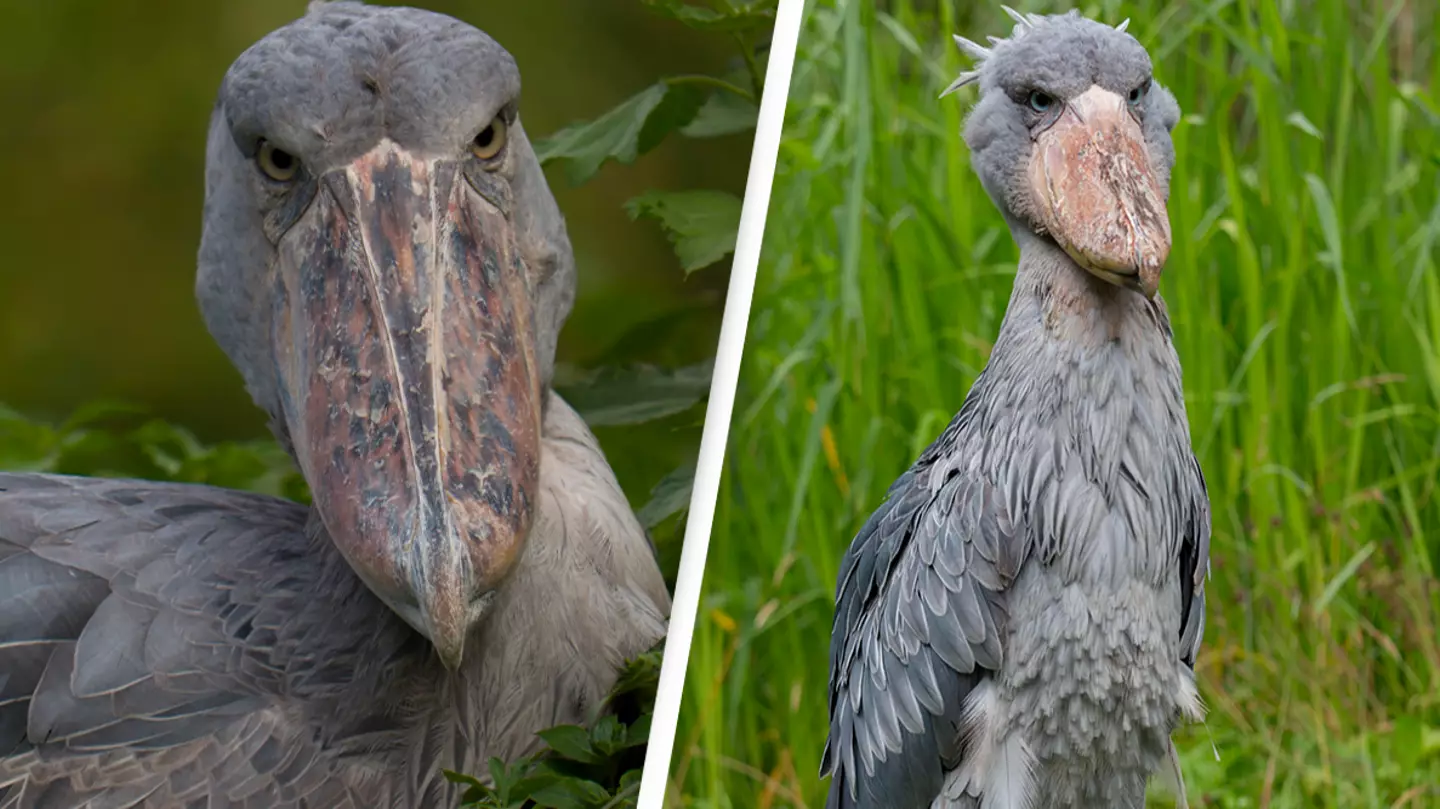 Bizarre shoebill bird with eerie bird call is leaving people terrified