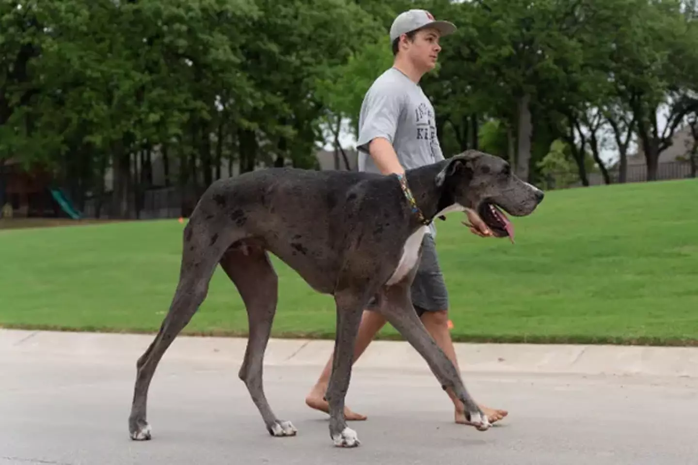 Zeus is reportedly 'pretty famous' at the Dallas Farmers' Market.