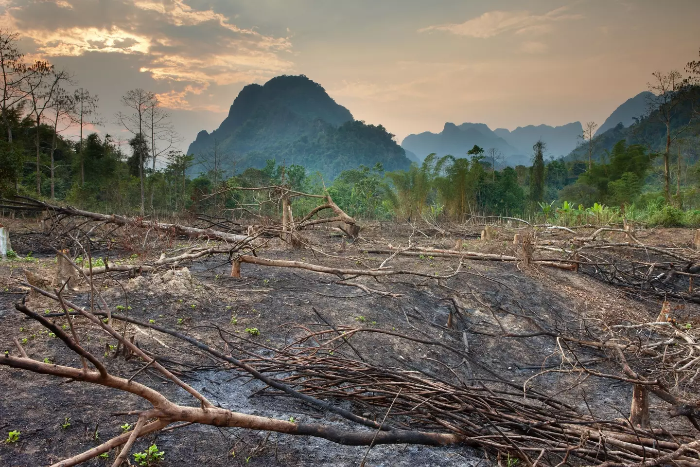 Deforestation is driving the current extinction event.