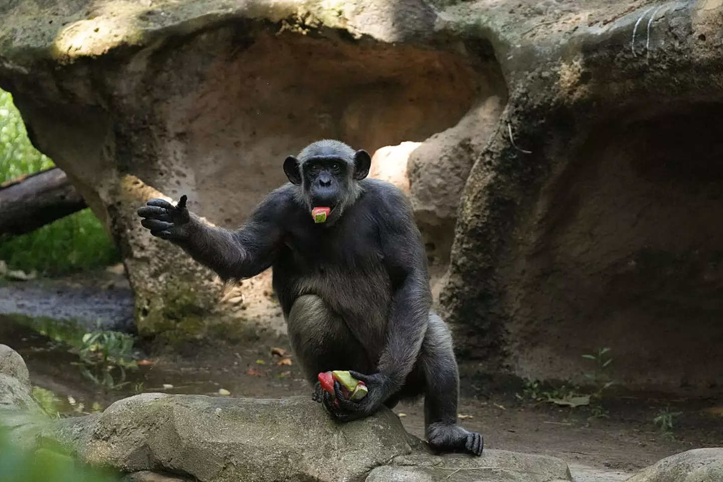 Chimps in the study showed human-like reasoning when weighing new evidence (David Zorrakino/Europa Press via Getty Images)