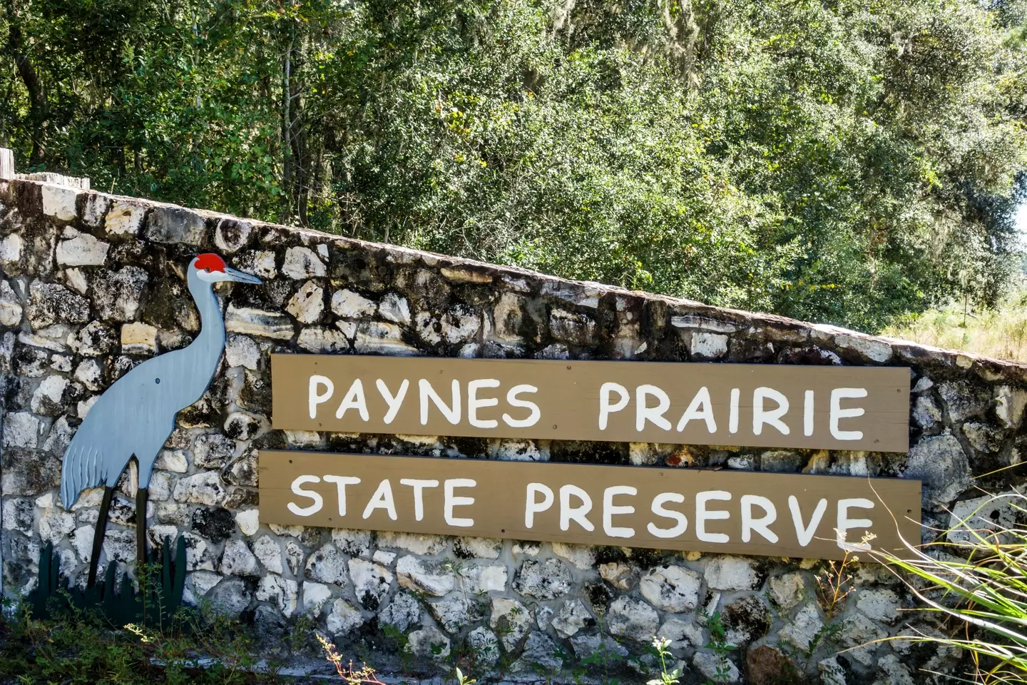 The plane went down in Paynes Prairie State Preserve.