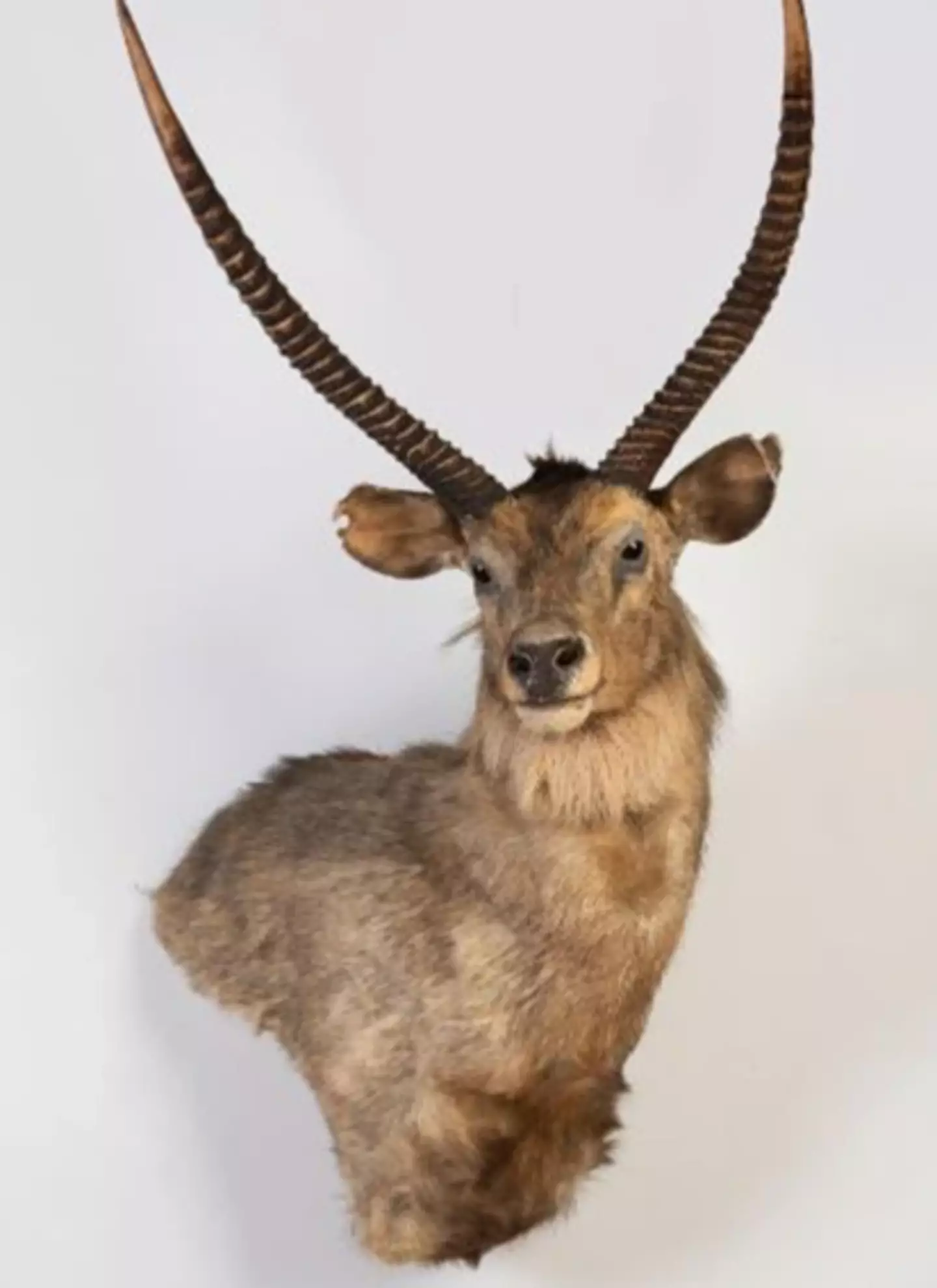 One of the items for sale by the billionaire couple.