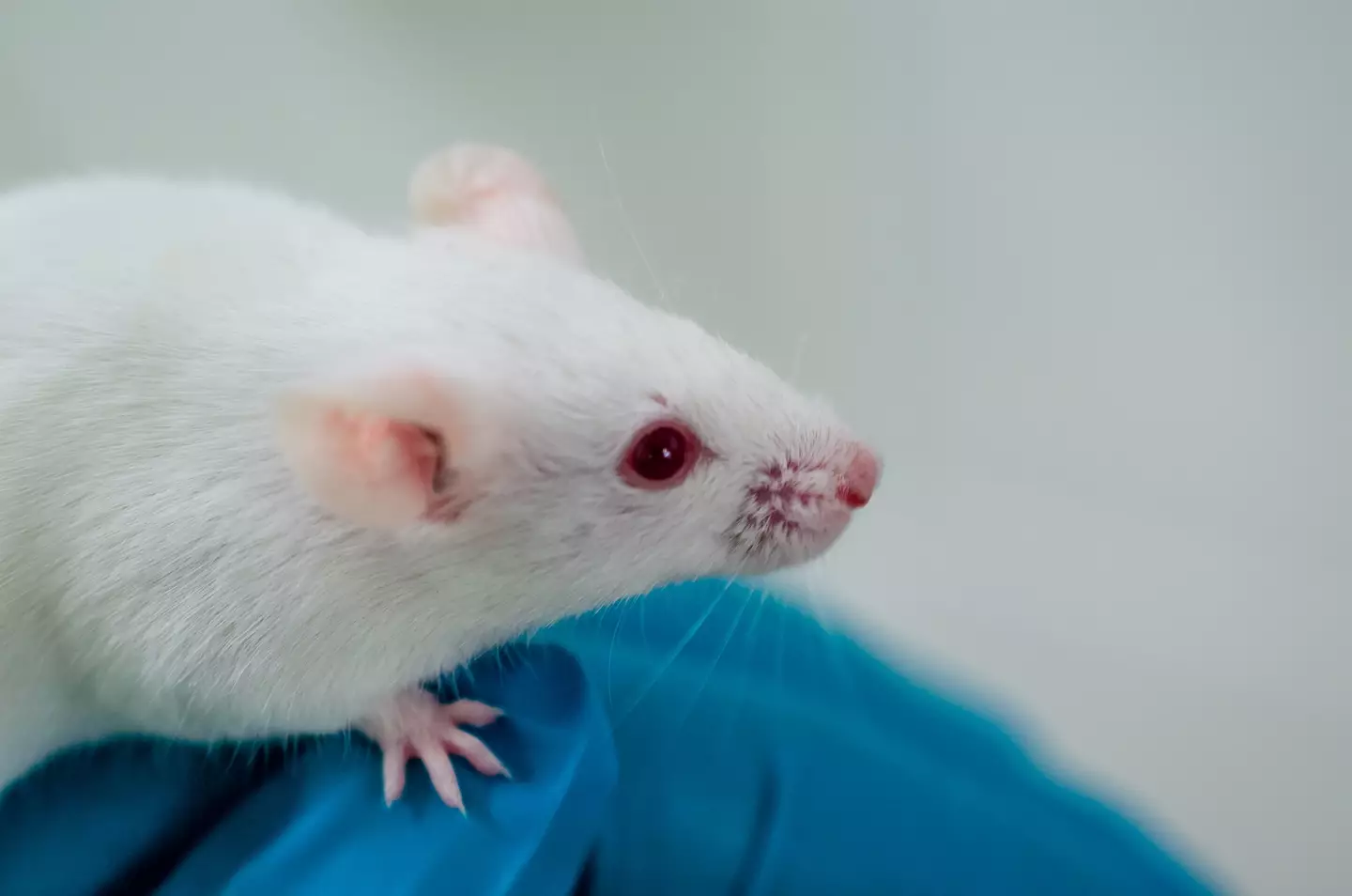 If your anxiety is treated in the future, you might have this little guy to thank (Getty Stock Image)
