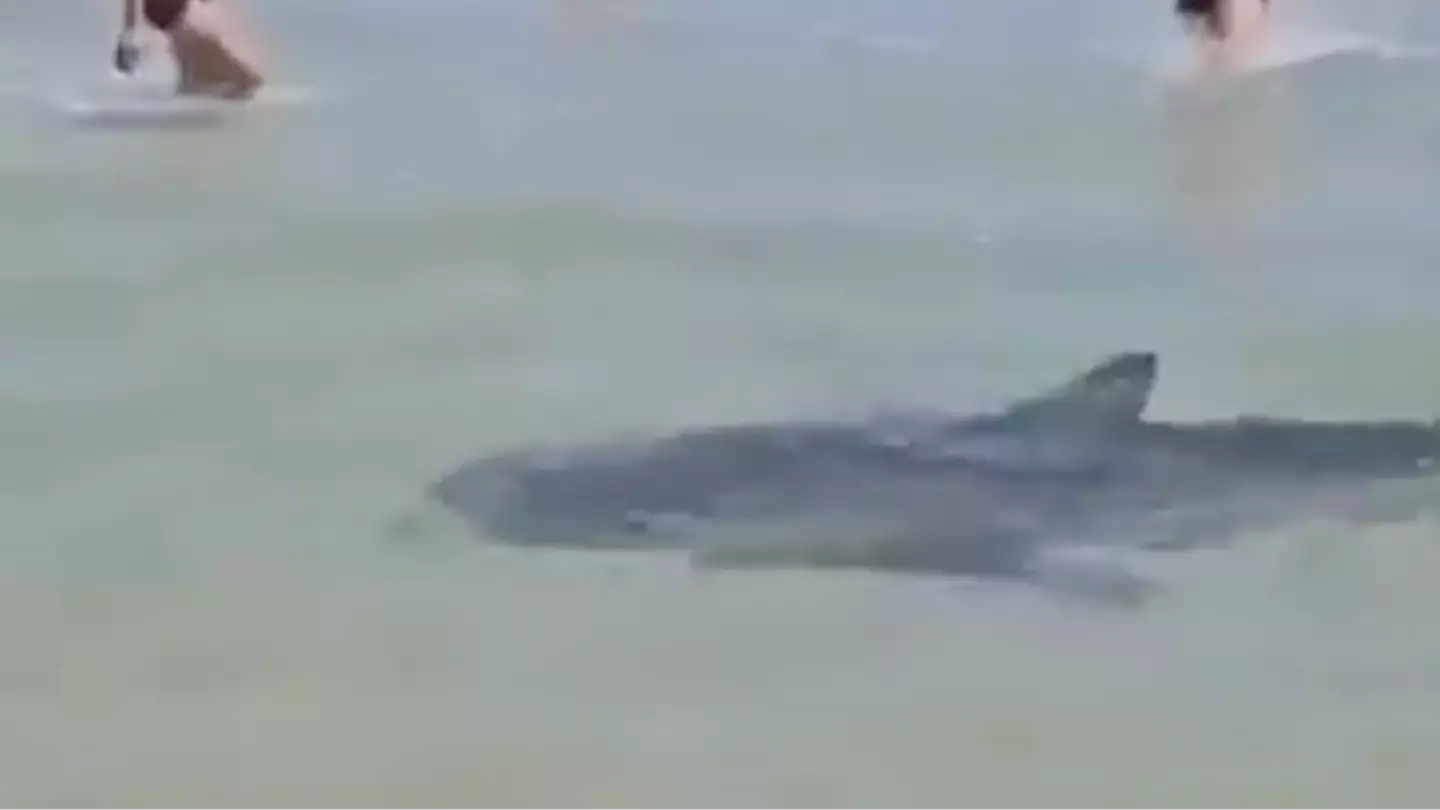 Authorities issue warning after man attacked by shark as chilling footage shows them swimming between beachgoers