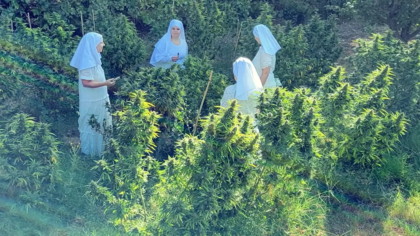 The nuns grow 60 cannabis plants in their enclave and use it to make CBD products.