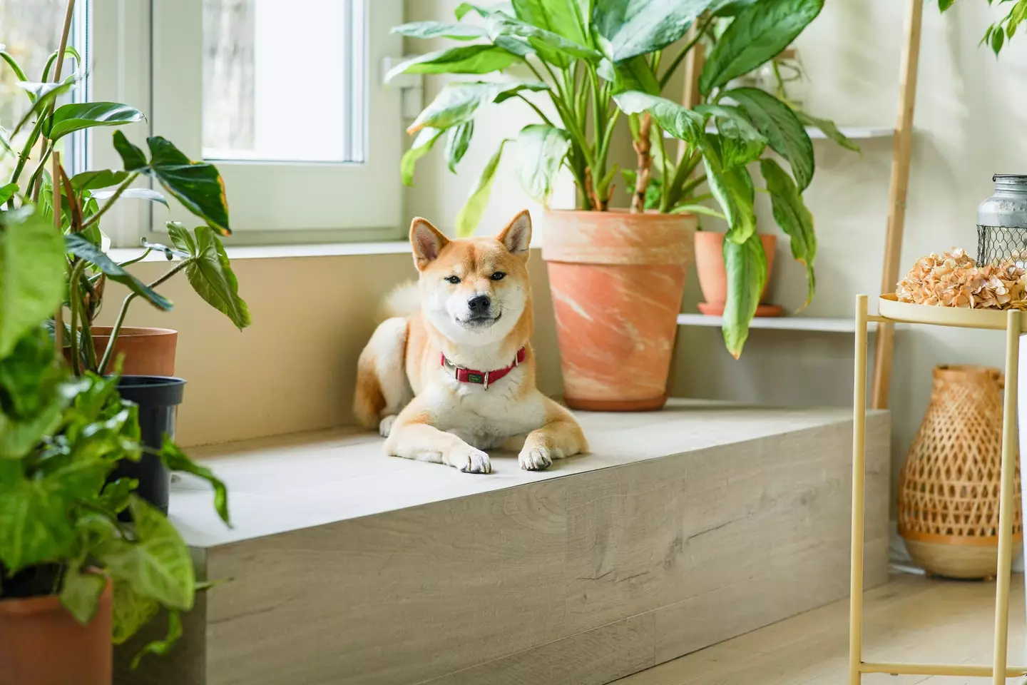 One of the treatments is still awaiting FDA approval (Elena Grigorovich / Getty)