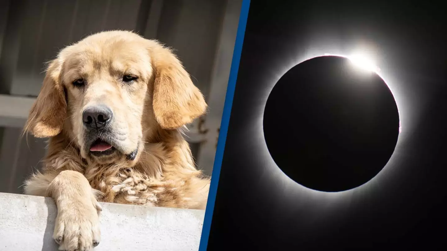 Pet owners receive warning over cats and dogs ahead of solar eclipse today