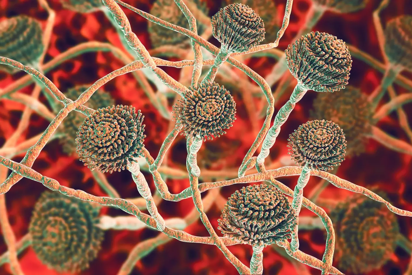 Aspergillus fungi can also grow in household dust, soil and stale food (Getty Images)
