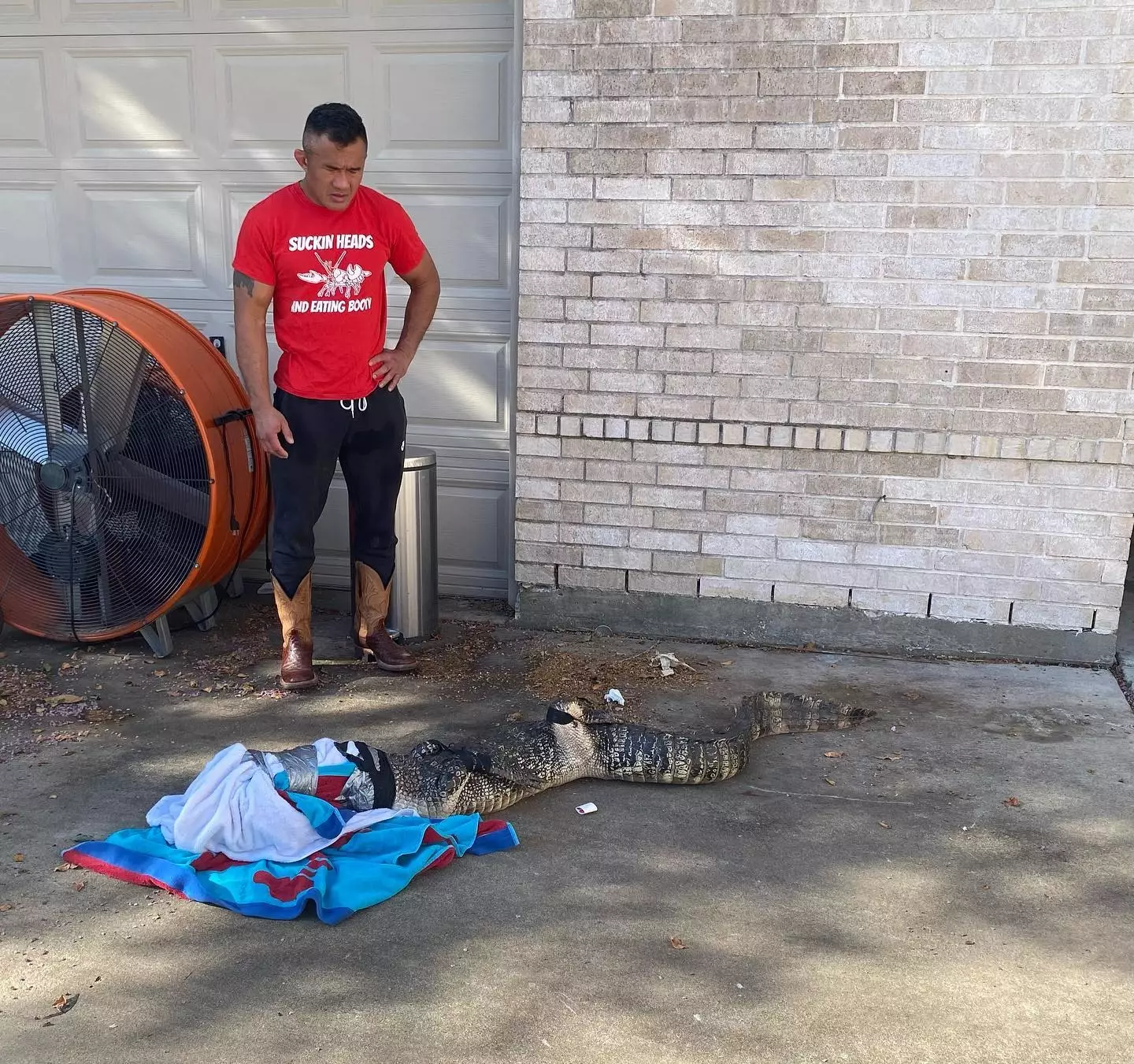 Mike Trinh managed to subdue the alligator.