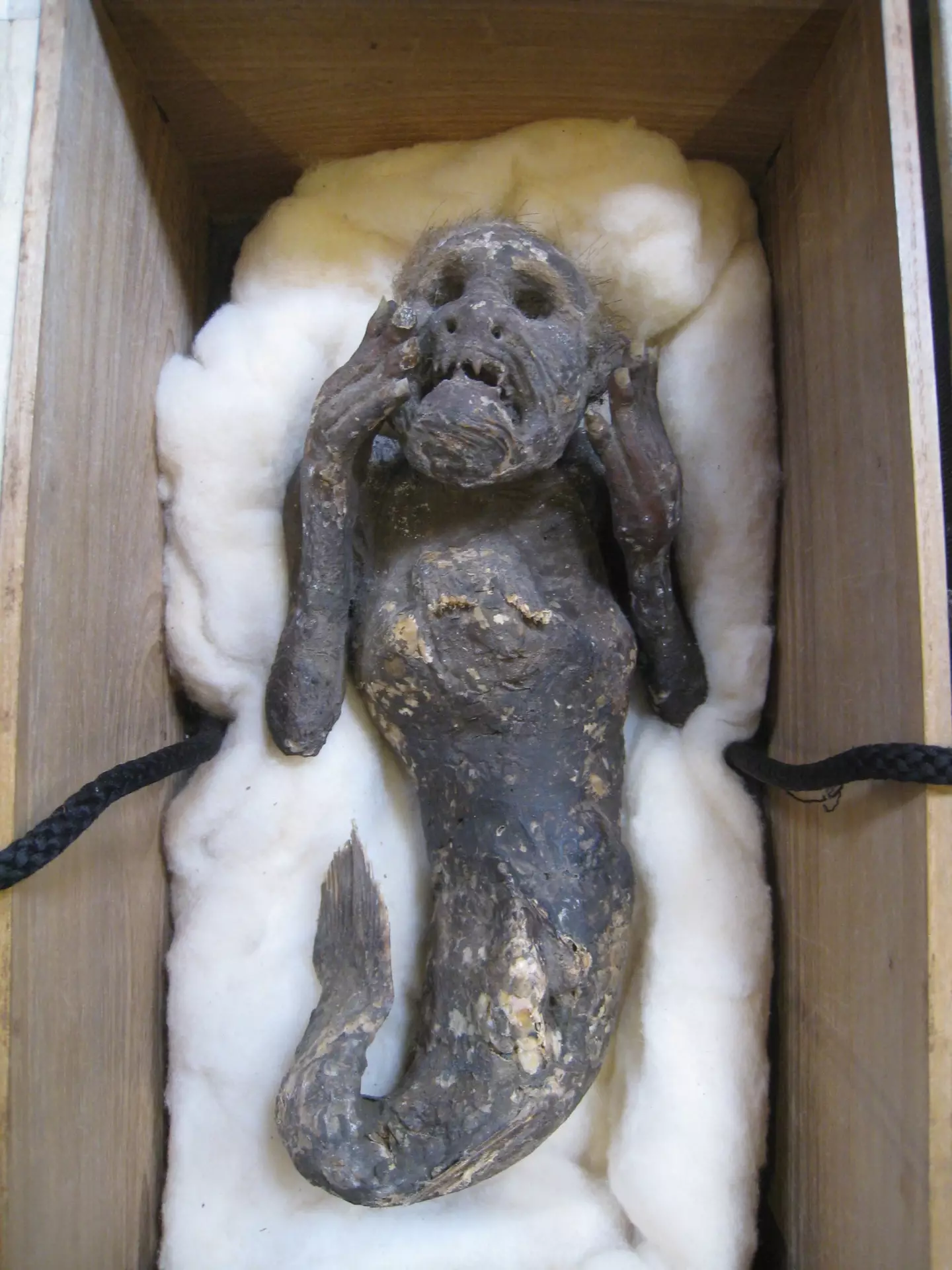 Mummified 'mermaid' to be investigated by scientists. (Pen News)