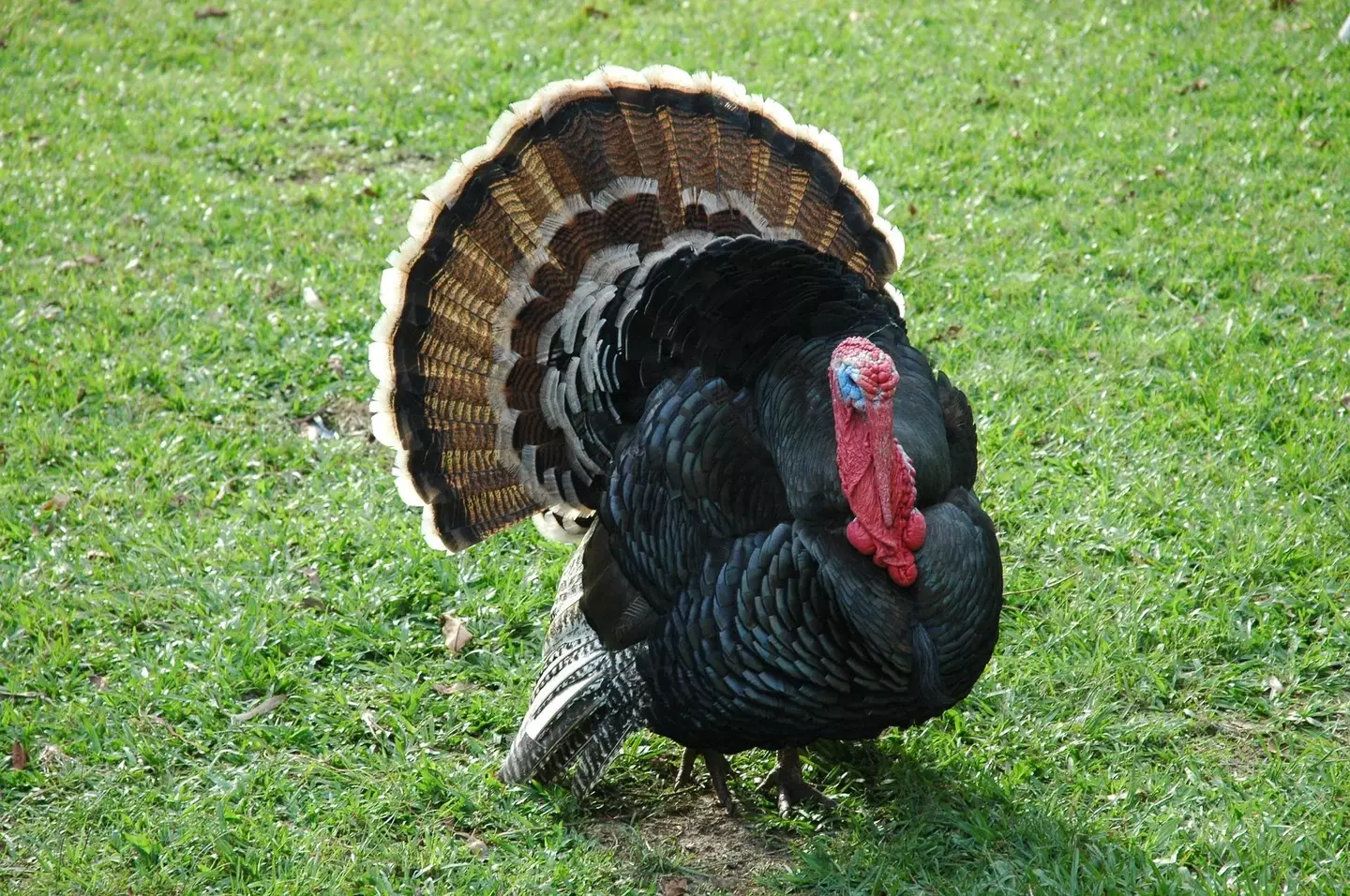 Turkey changed its name to disassociate from the bird.