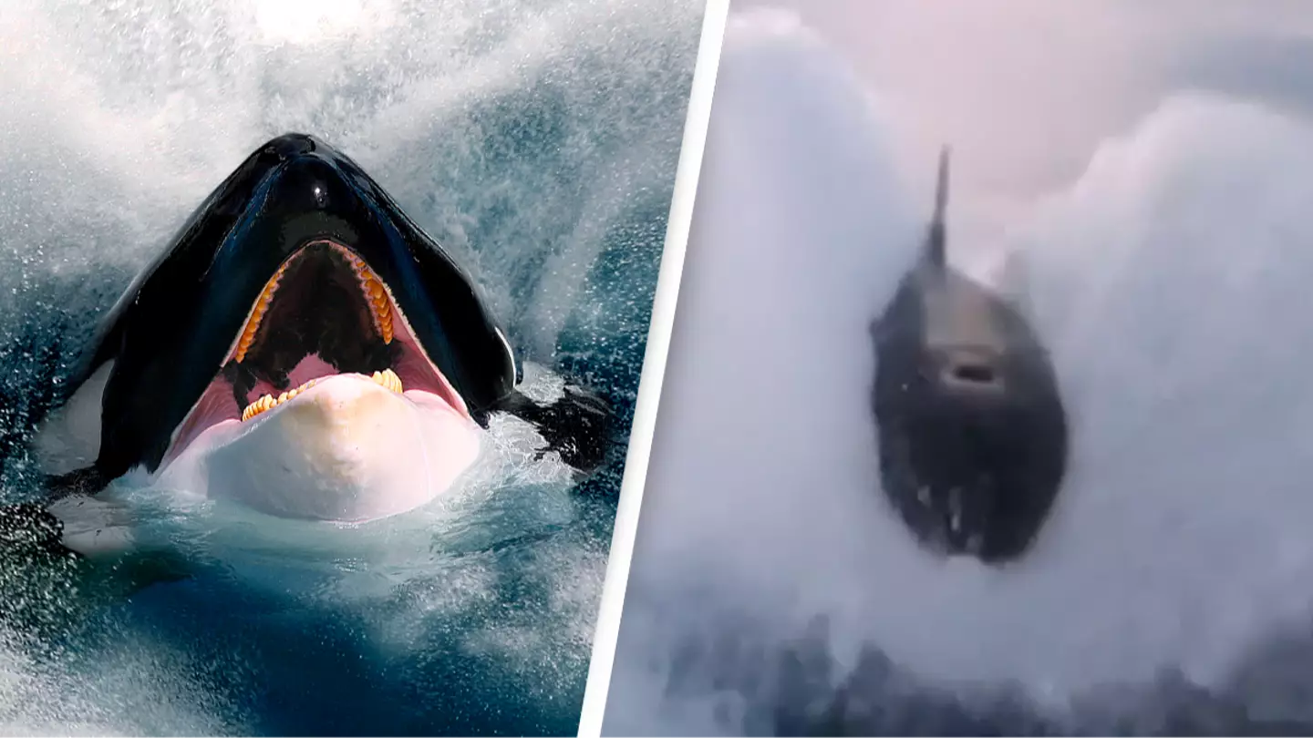 This is why White Gladis the orca has started a killer whale uprising and won't stop sinking boats