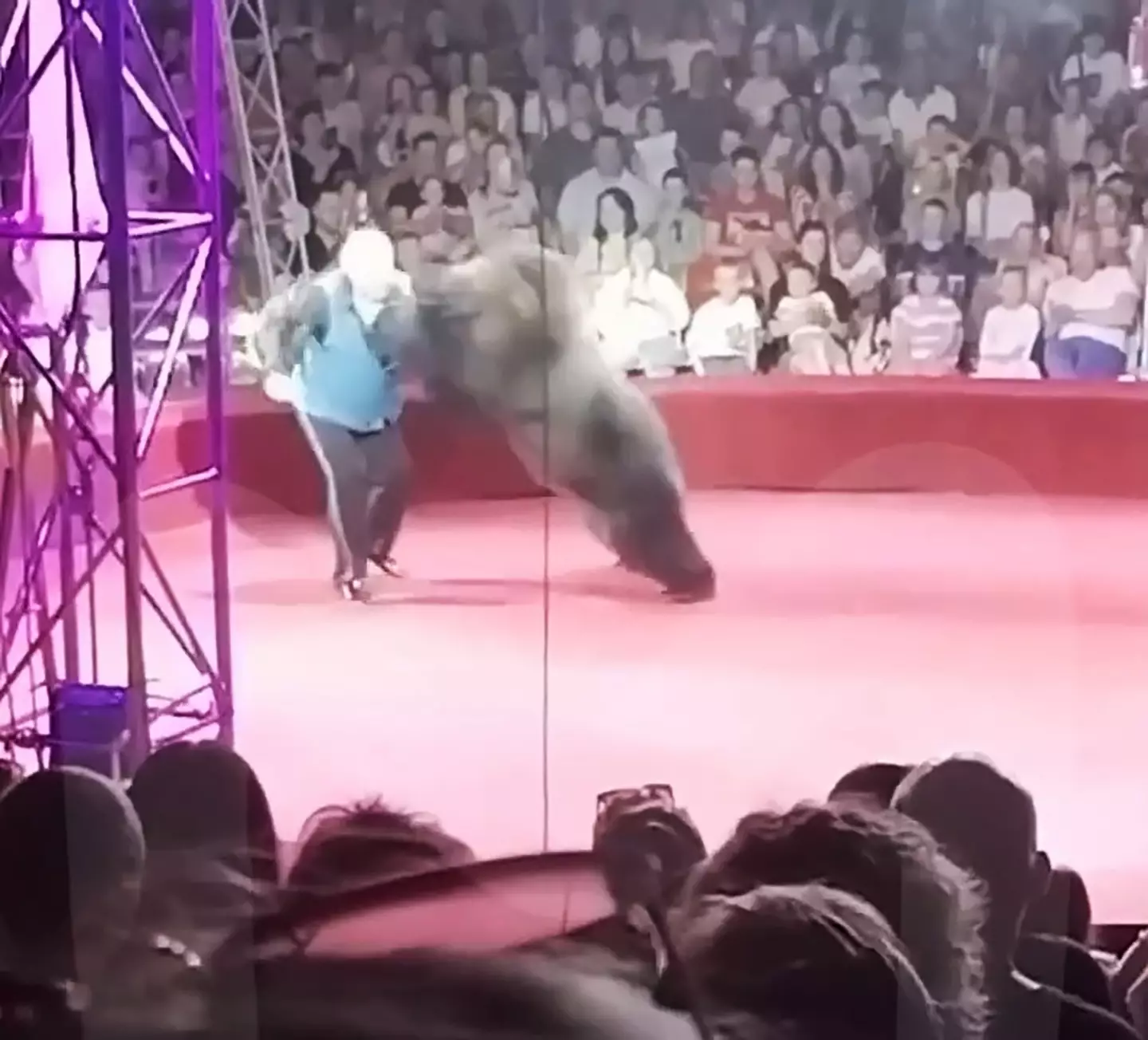The bear pushed the trainer to the ground. (Newsflash)