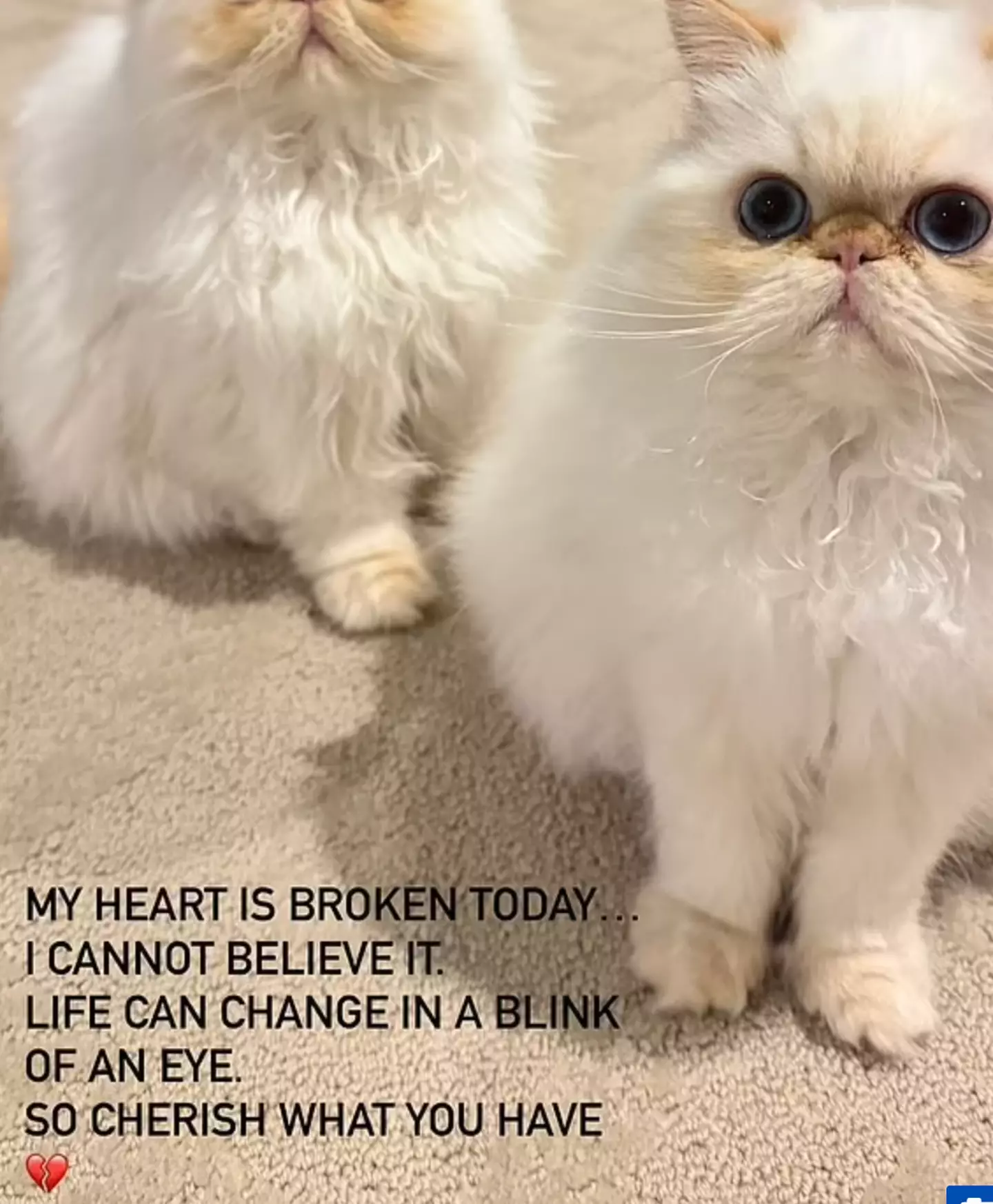 Cara Delevingne's cats were rescued from the scene.