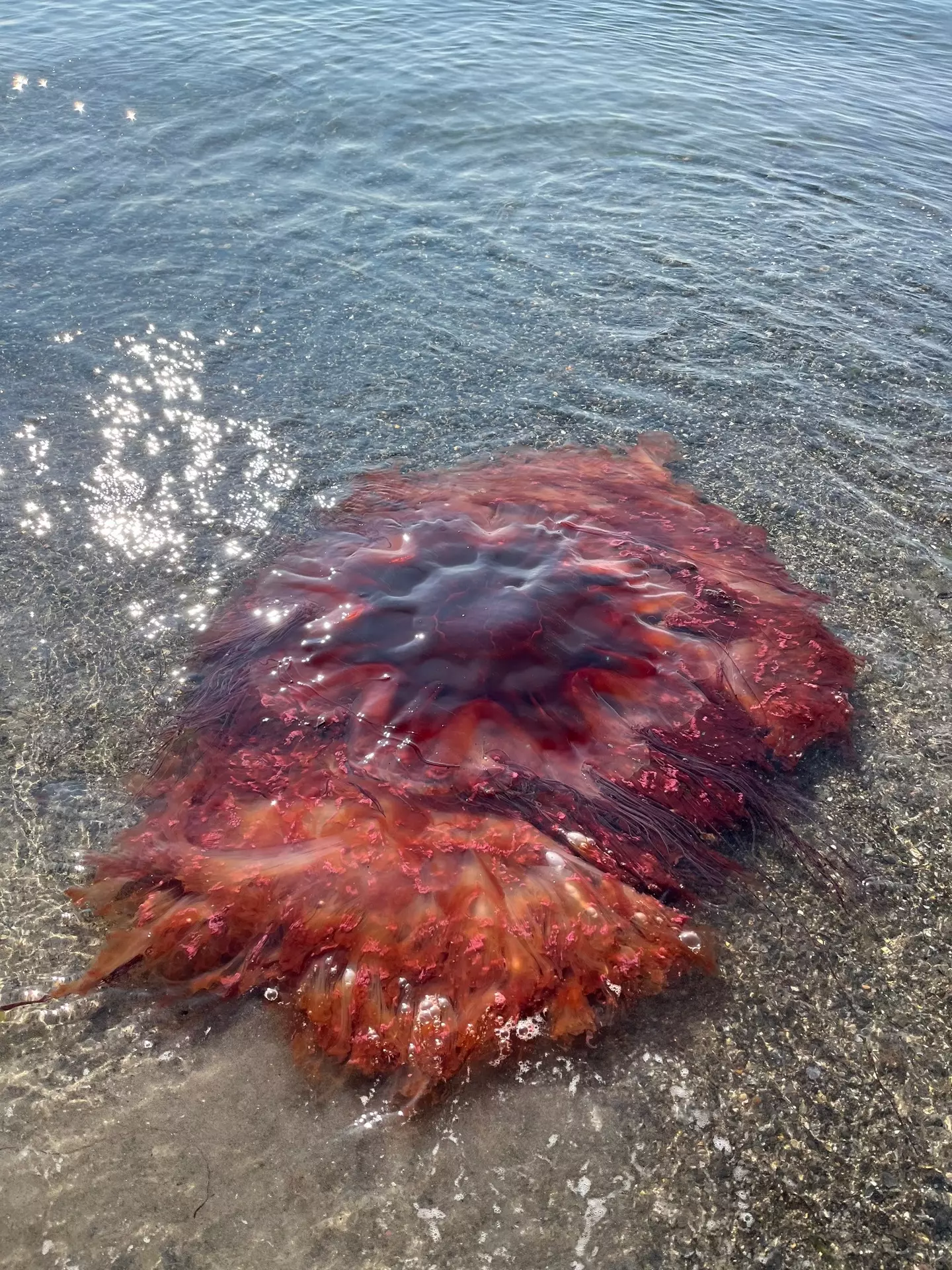 A huge 5ft wide lion's mane jellyfish has been spotted in Maine (Facebook/City of South Portland)