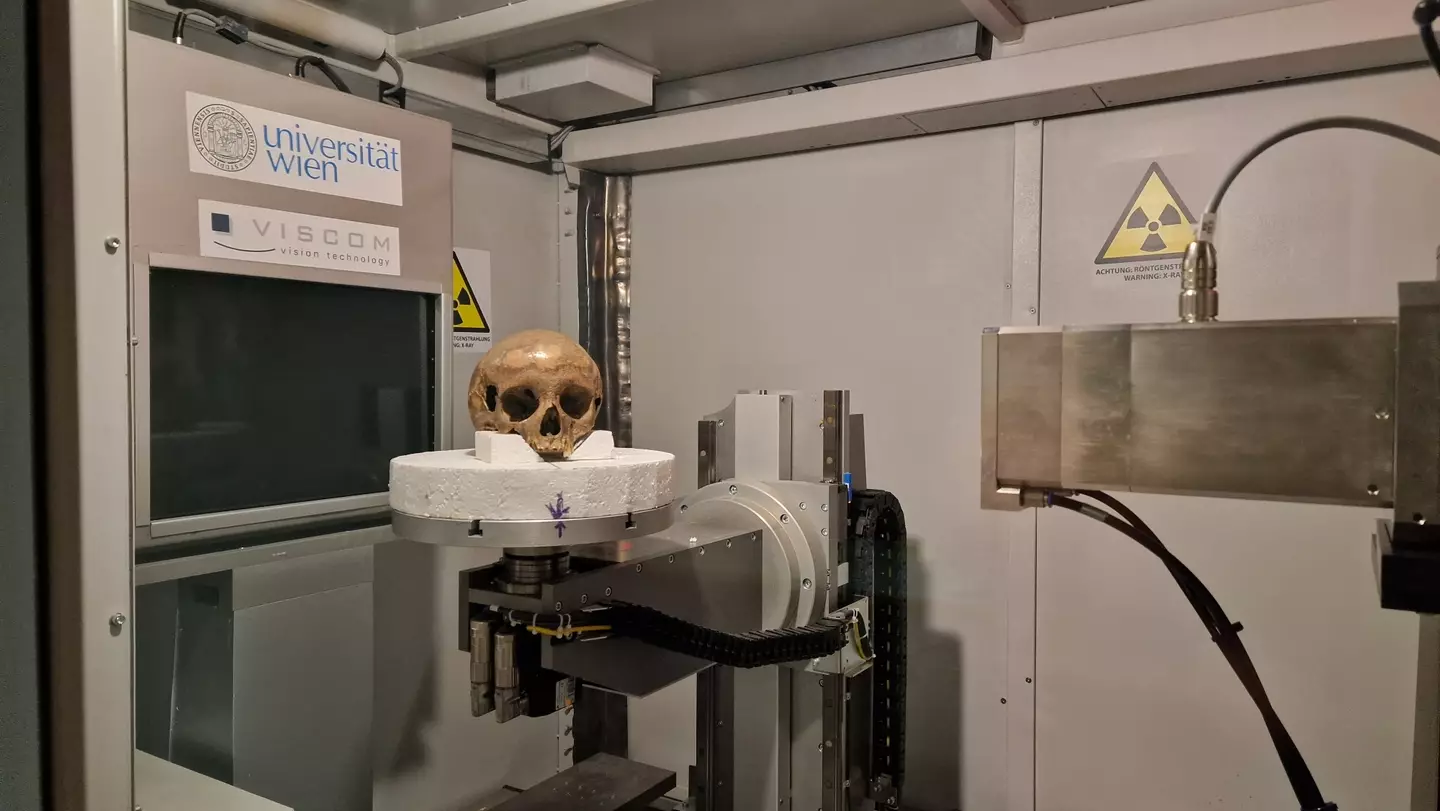 The skull going into the Vienna Micro-CT Lab (Gerhard Weber, University of Vienna)