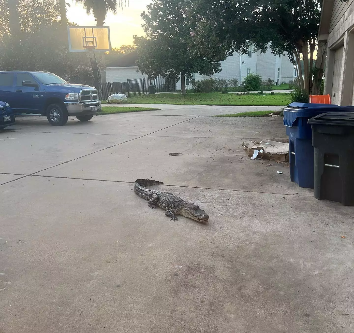The alligator was waiting at the front door.