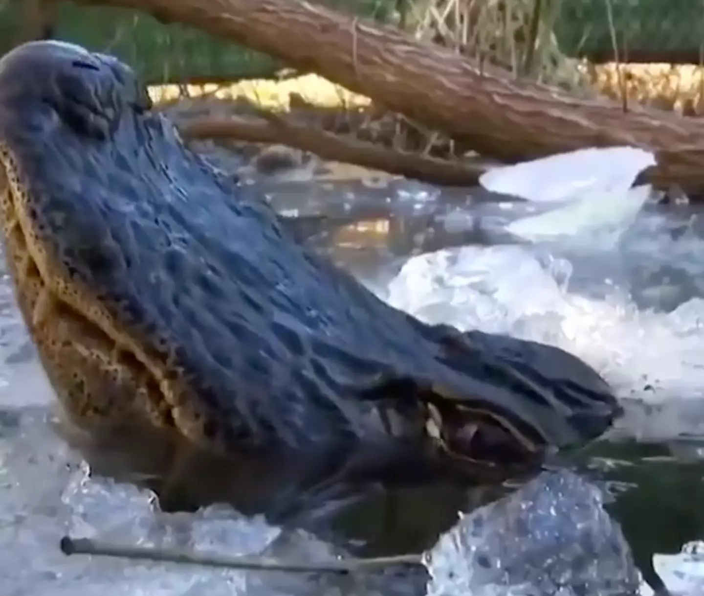 They shut down their metabolism, their heart rate slows down, their digestive system slows down, and they just sit and wait for the heat.