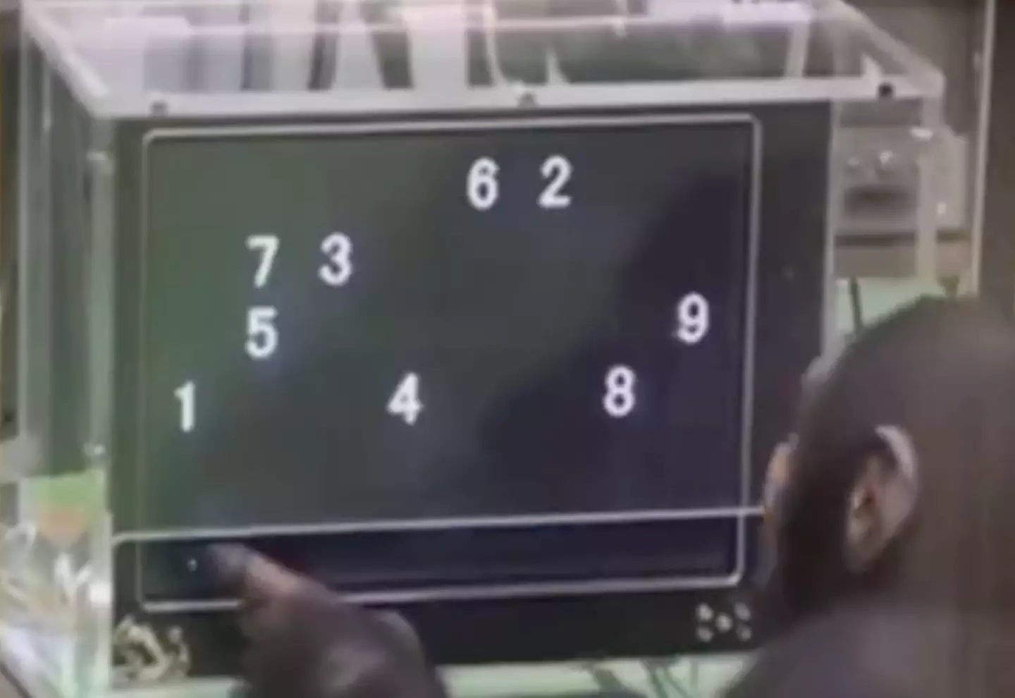 The monkey wasted no time.