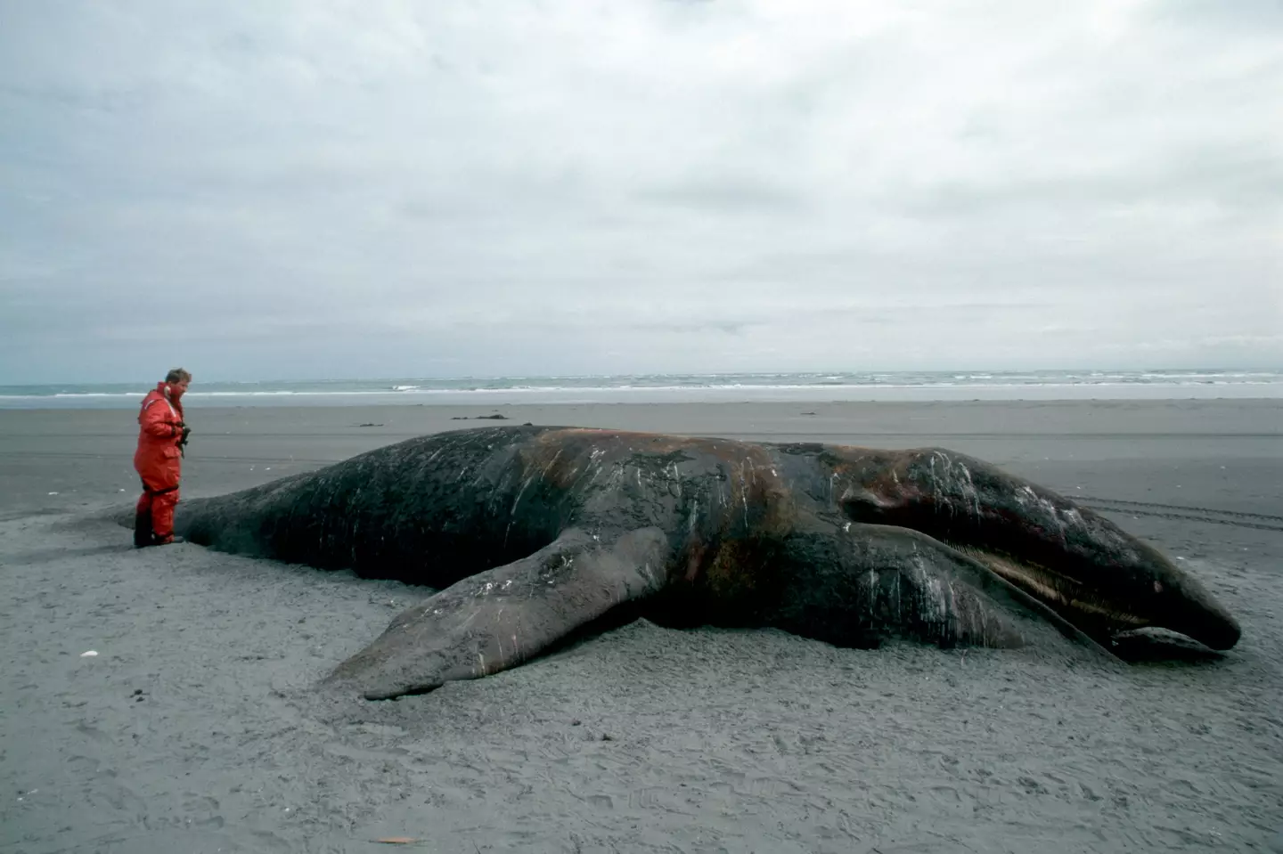 More than 2,000 gray whales are said to died on the same coast.